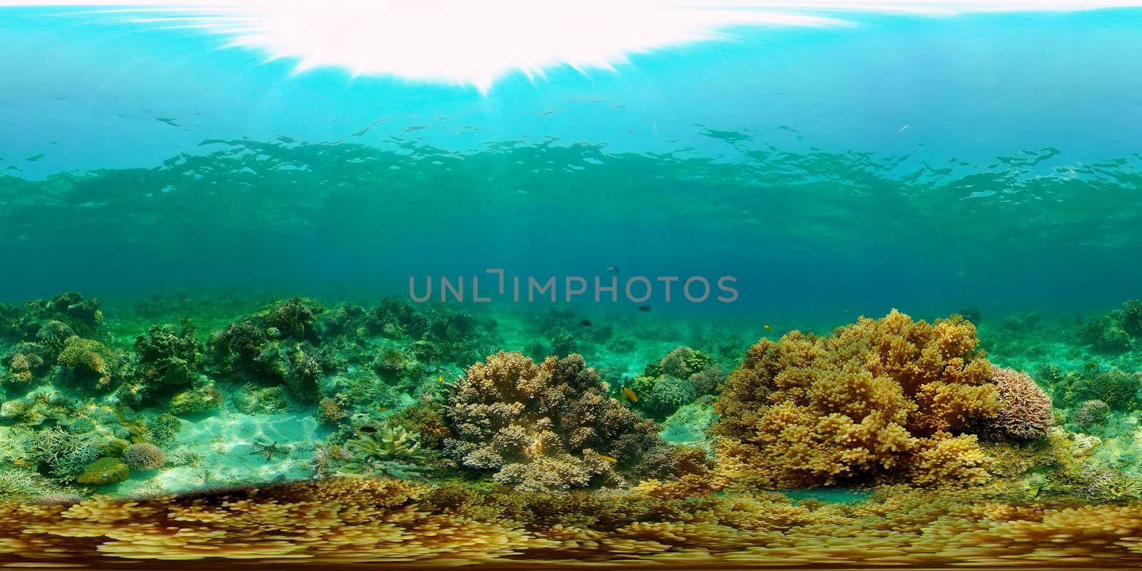 Tropical coral reef. Underwater fishes and corals. Underwater fish reef marine. Philippines. Virtual Reality 360.