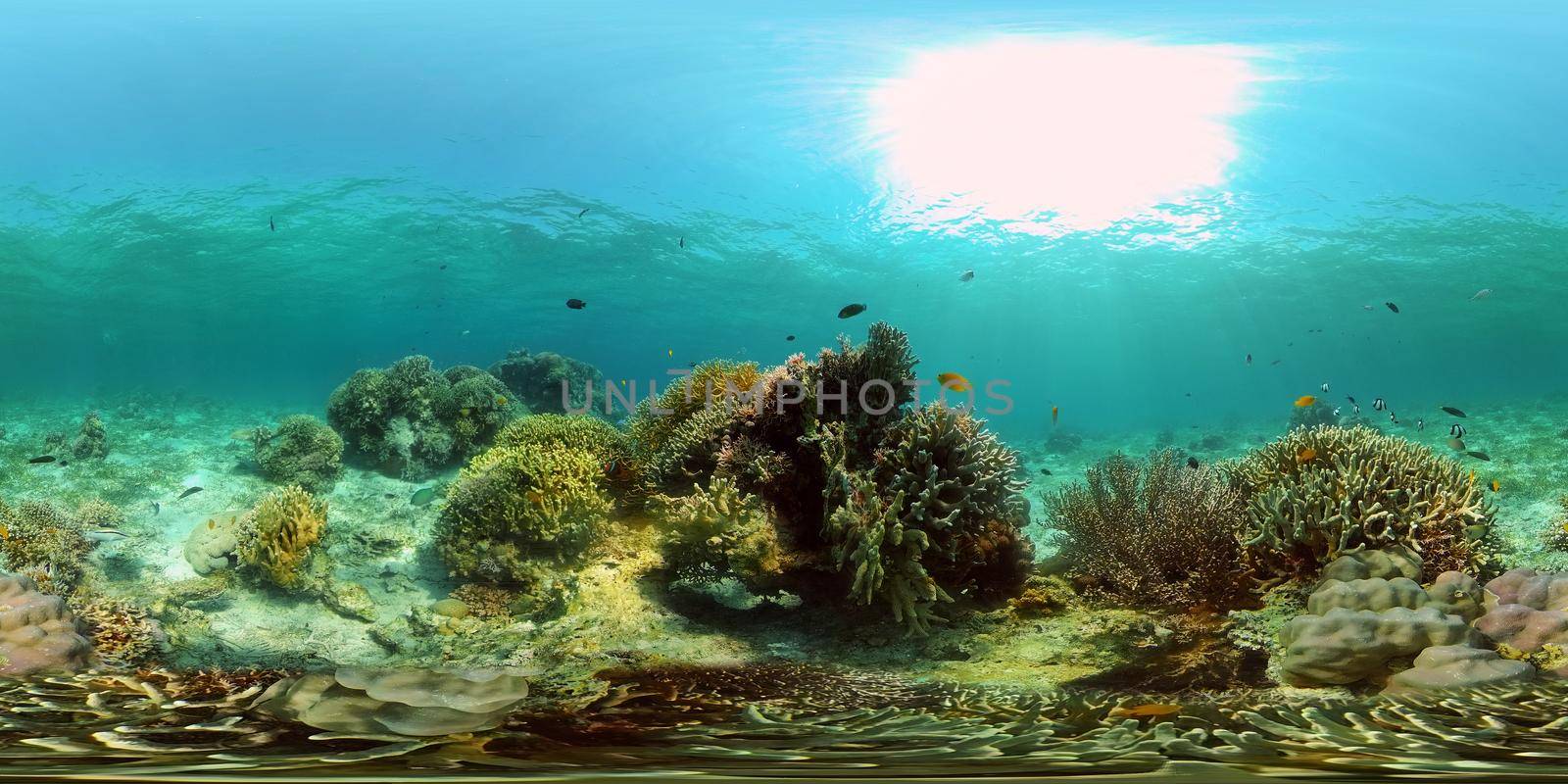 Underwater tropical colourful soft-hard corals seascape. Underwater fish reef marine. Philippines. 360 panorama VR