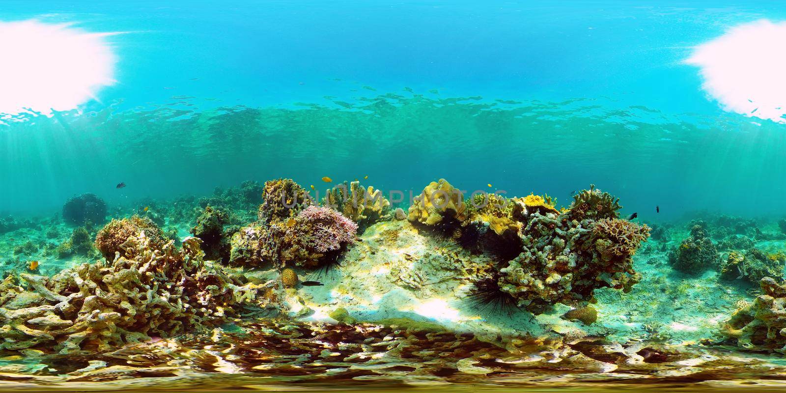 Tropical fishes and coral reef at diving. Beautiful underwater world with corals and fish. Philippines. 360 panorama VR