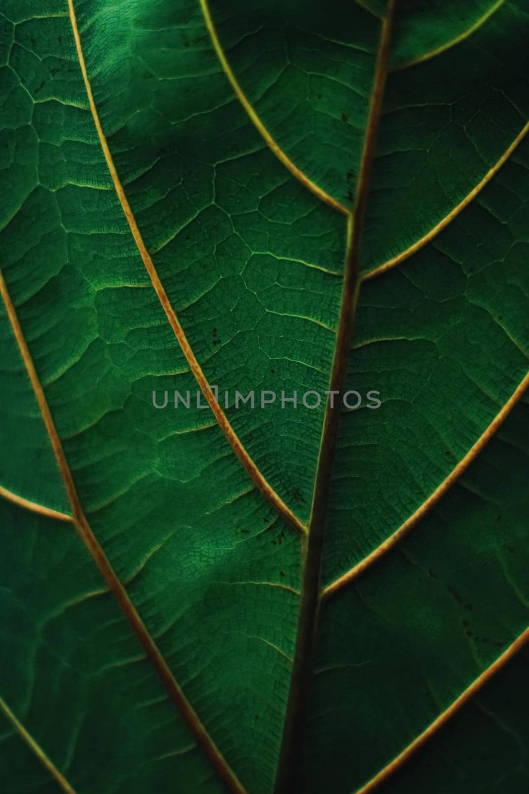 Exotic green leaf as organic nature background, climate change and eco environment concept