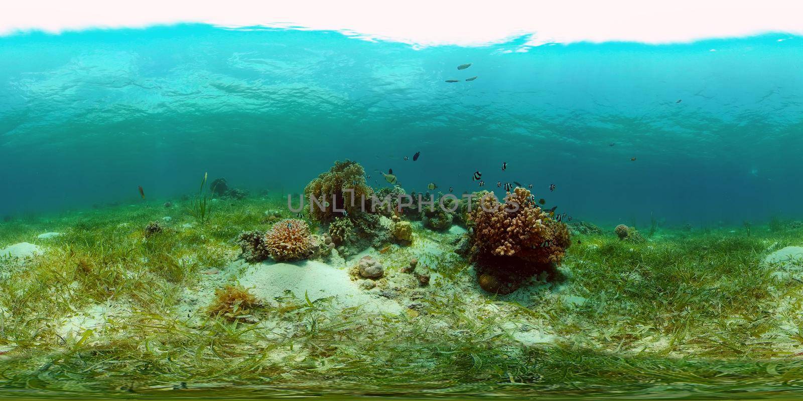 Marine scuba diving. Underwater colorful tropical coral reef seascape. Philippines. 360 panorama VR