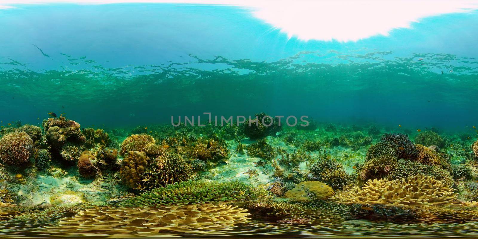 Underwater world with coral reef and tropical fishes. Travel vacation concept 360 panorama VR