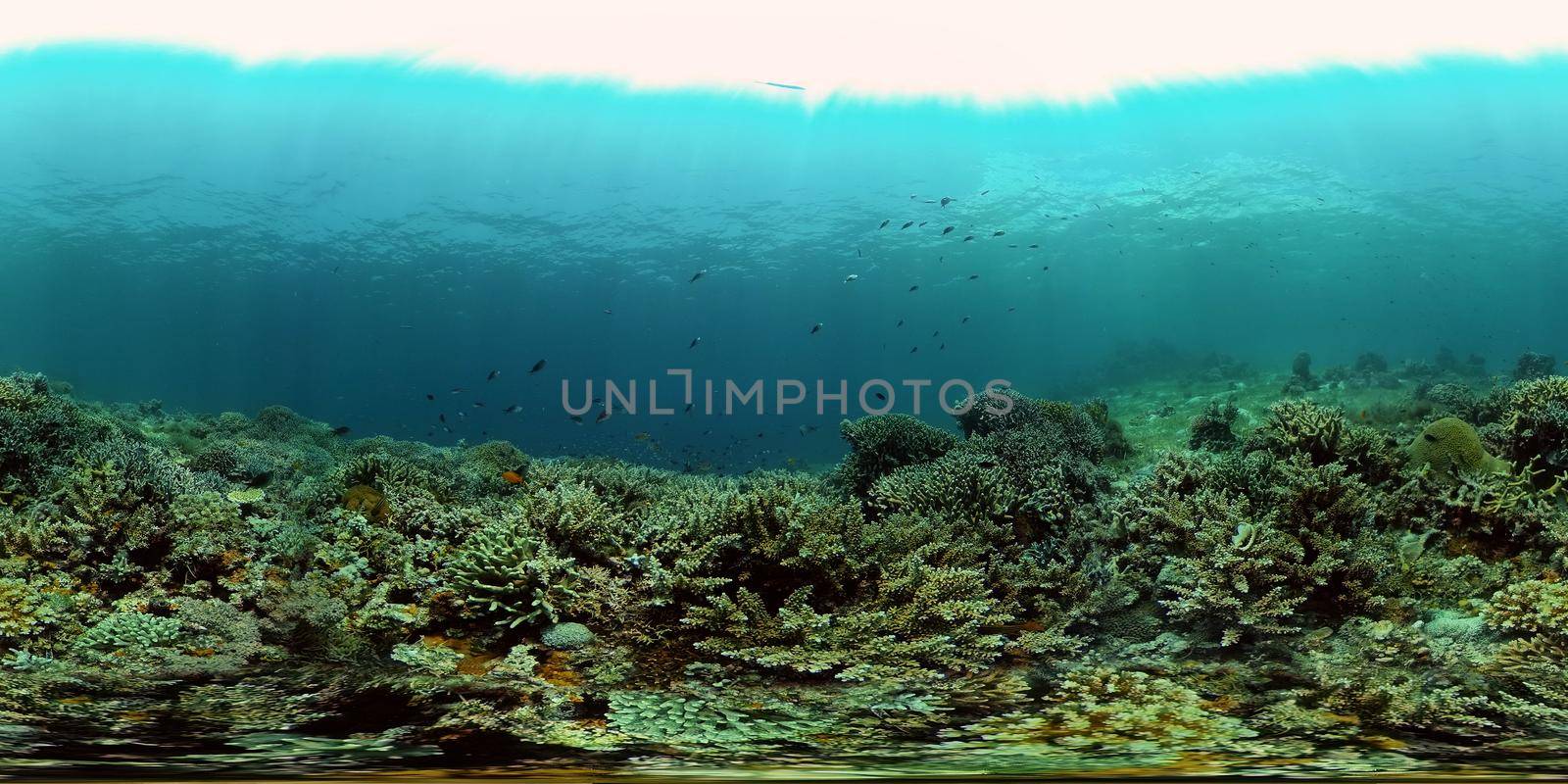 Marine life sea world. Underwater fish reef marine. Tropical colourful underwater seascape. Philippines. Virtual Reality 360.
