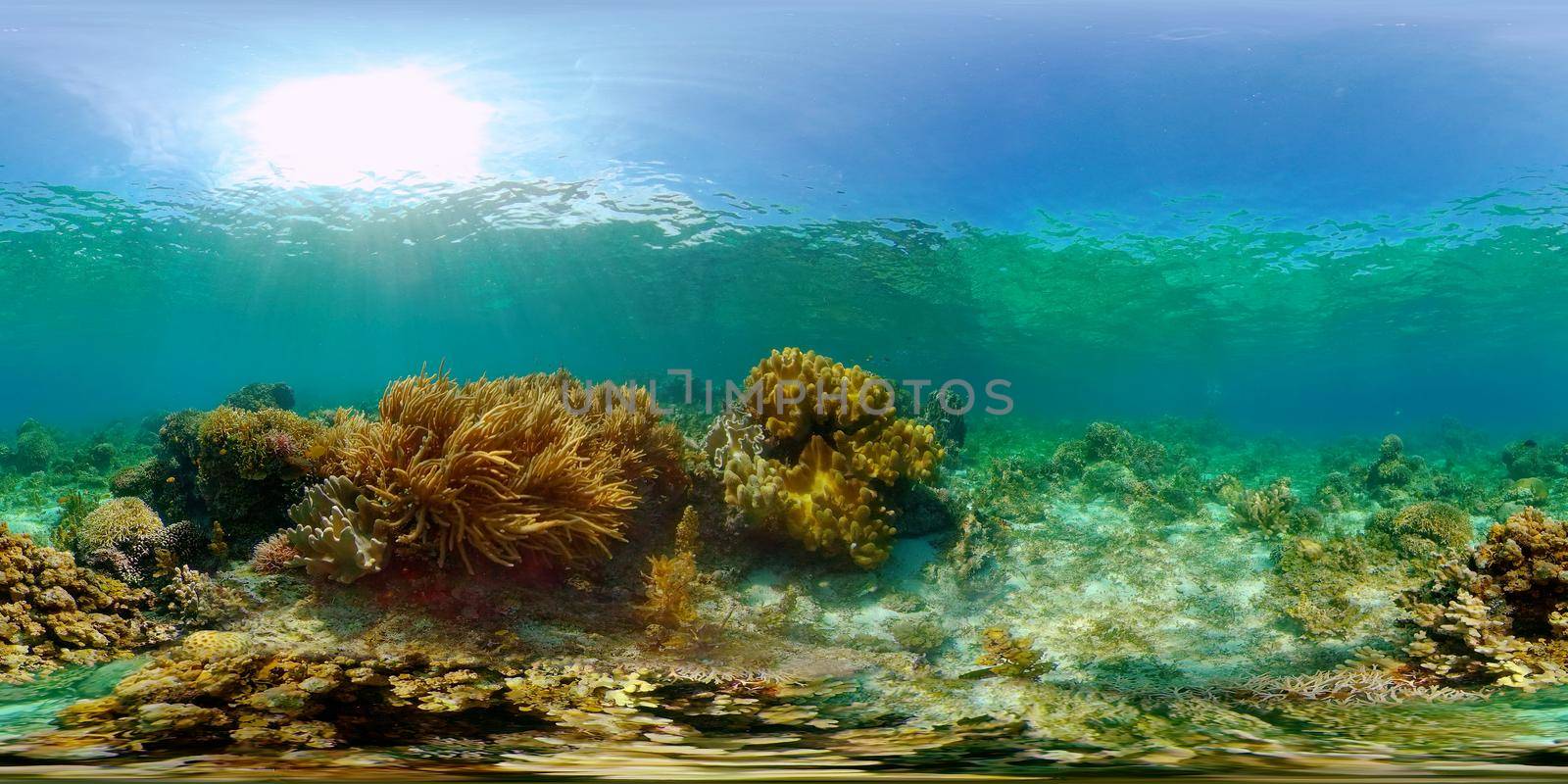Tropical coral reef and fishes underwater. Hard and soft corals. Philippines. Virtual Reality 360.