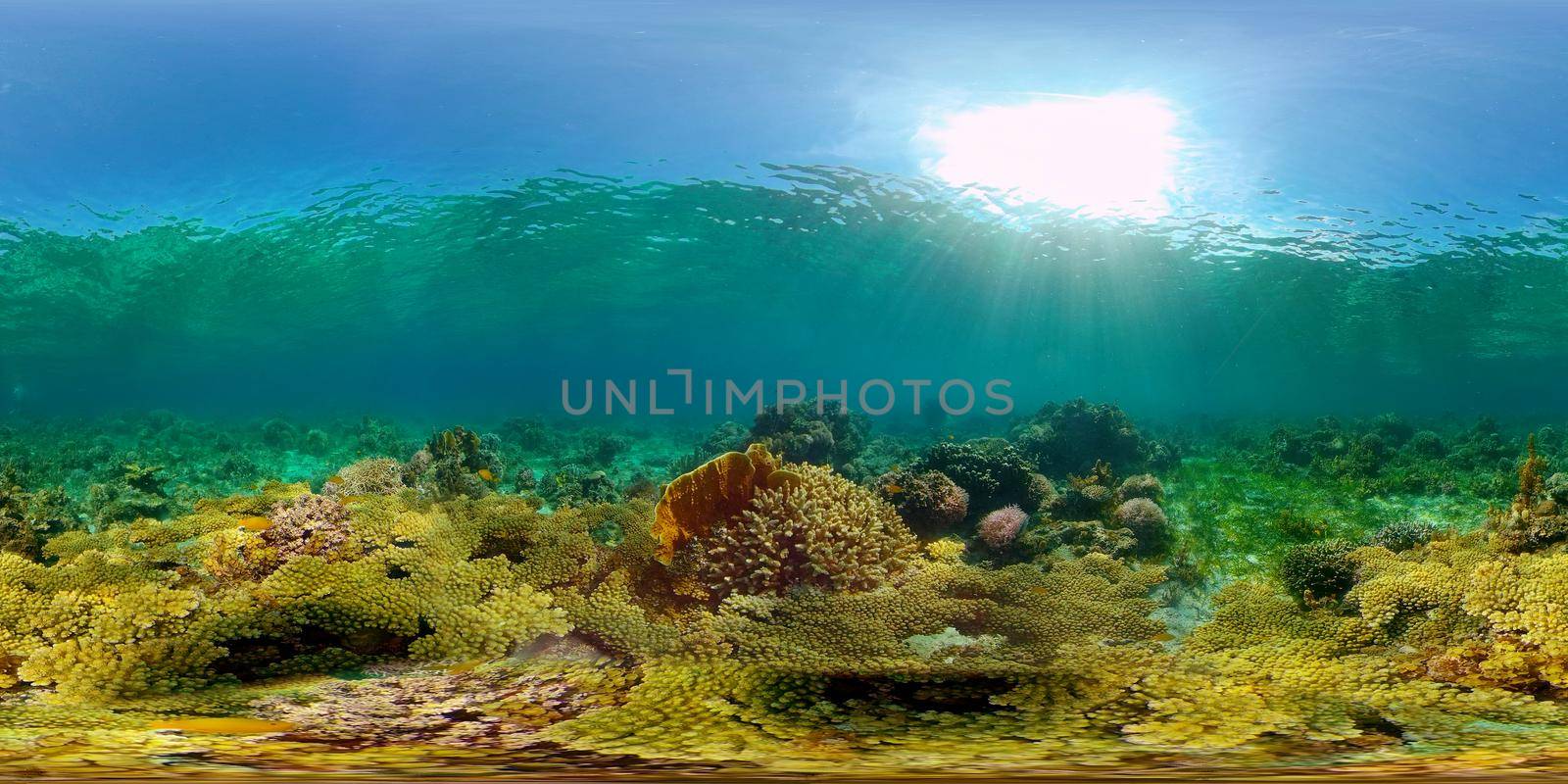 Coral reef and tropical fishes. The underwater world of the Philippines. Underwater colorful tropical coral reef seascape. 360 panorama VR