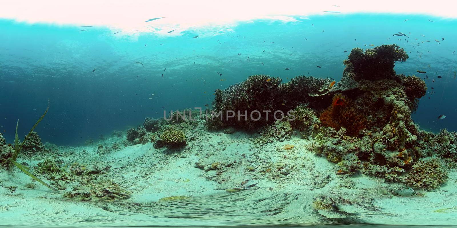 Tropical Seascape Underwater Life. Tropical underwater sea fish. Philippines. 360 panorama VR