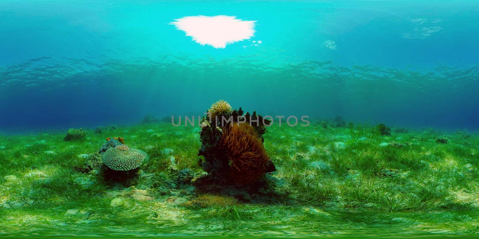 Underwater fish reef marine. Tropical colourful underwater seascape. Philippines. Virtual Reality 360.