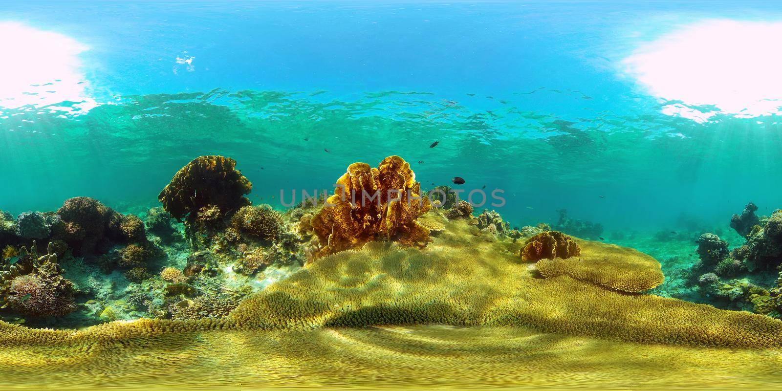 Tropical coral reef and fishes underwater. Tropical fishes and coral reef underwater. Travel vacation concept. Philippines. Virtual Reality 360.
