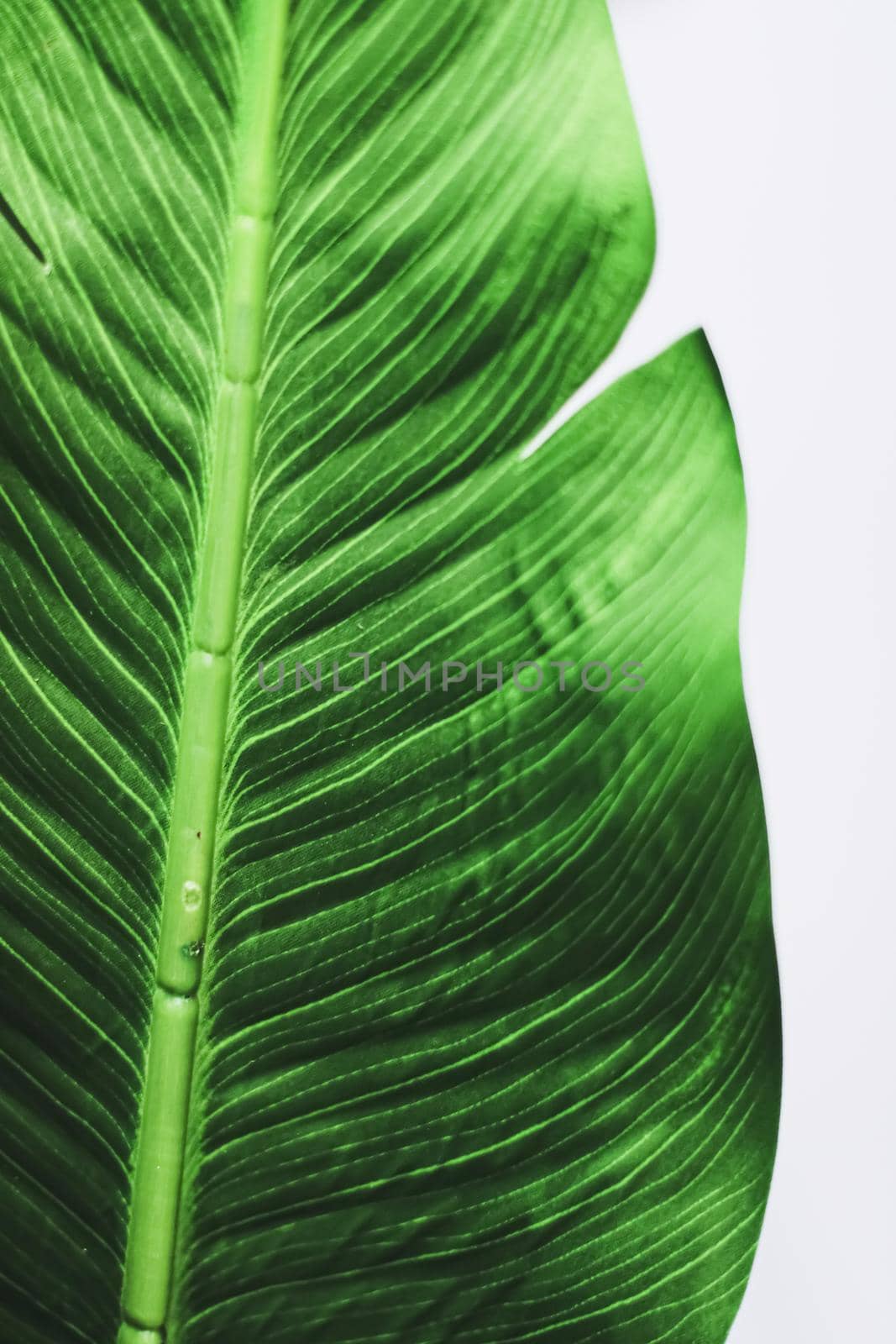 Exotic green leaf as organic nature background, climate change and eco environment concept