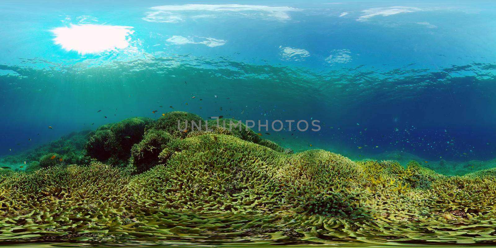 The Underwater World of the with Colored Fish and a Coral Reef. Tropical reef marine. Philippines. Virtual Reality 360.