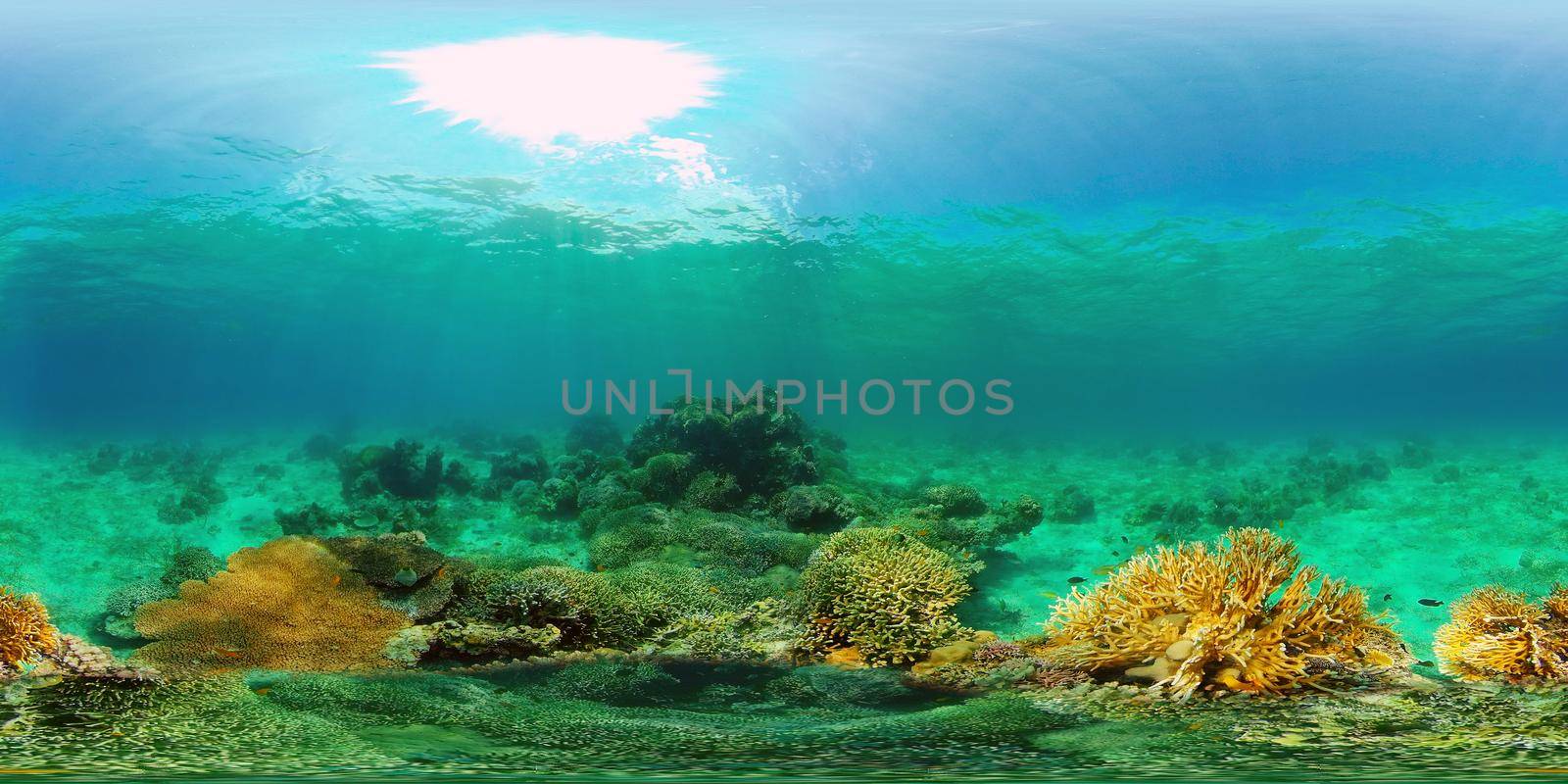 Tropical colourful underwater seas. Coral Garden with Underwater Vibrant Fish. Underwater tropical colourful soft-hard corals seascape. Philippines. 360 panorama VR