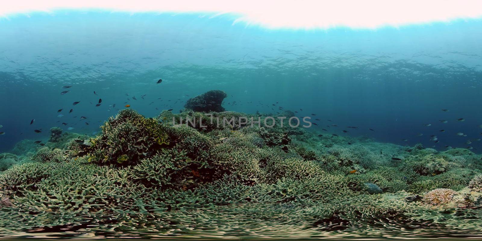 Underwater fish garden reef. Reef coral scene. Coral garden seascape. Philippines. 360 panorama VR