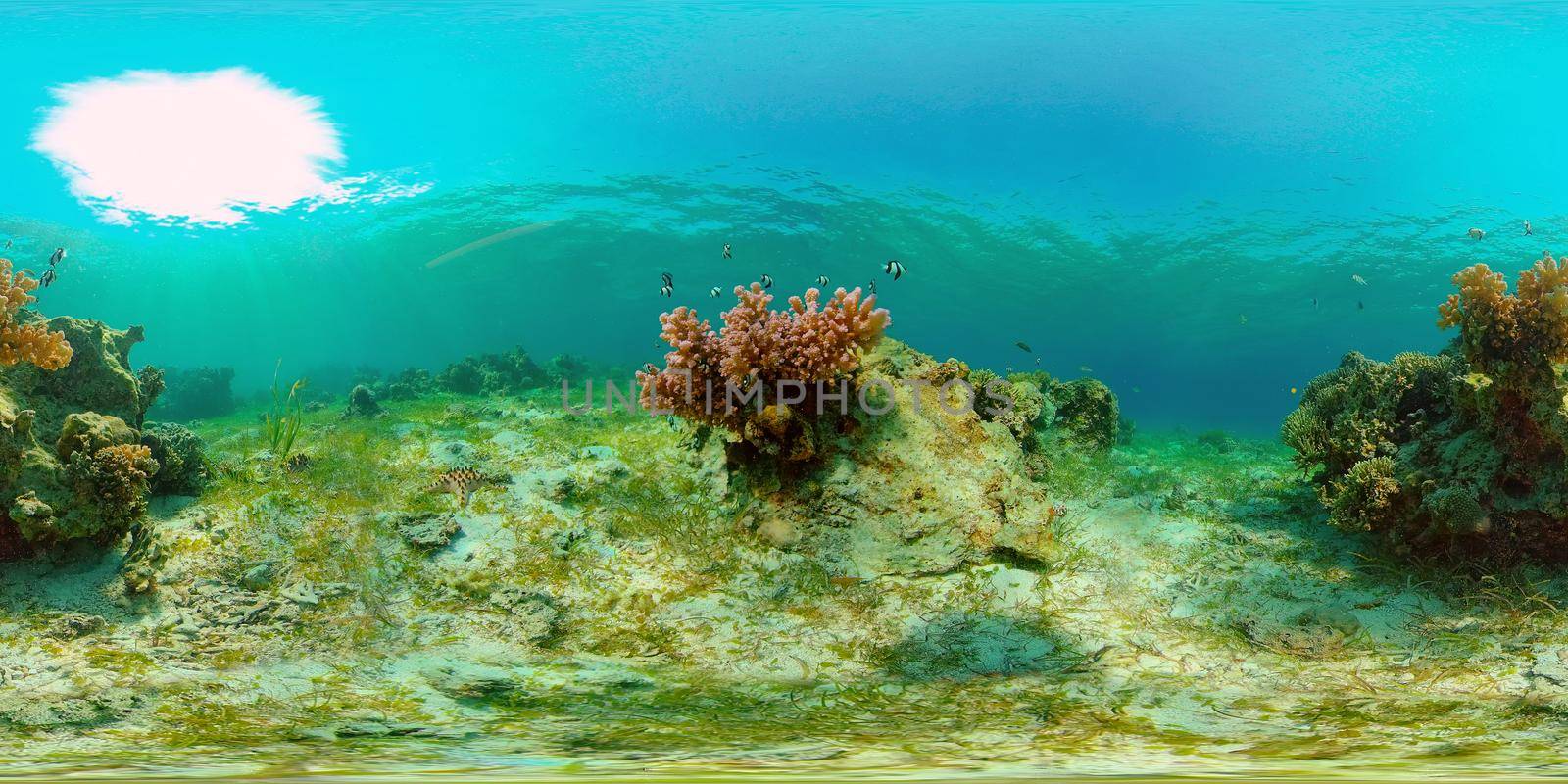 Underwater fish garden reef. Reef coral scene. Seascape under water. Philippines. Virtual Reality 360.