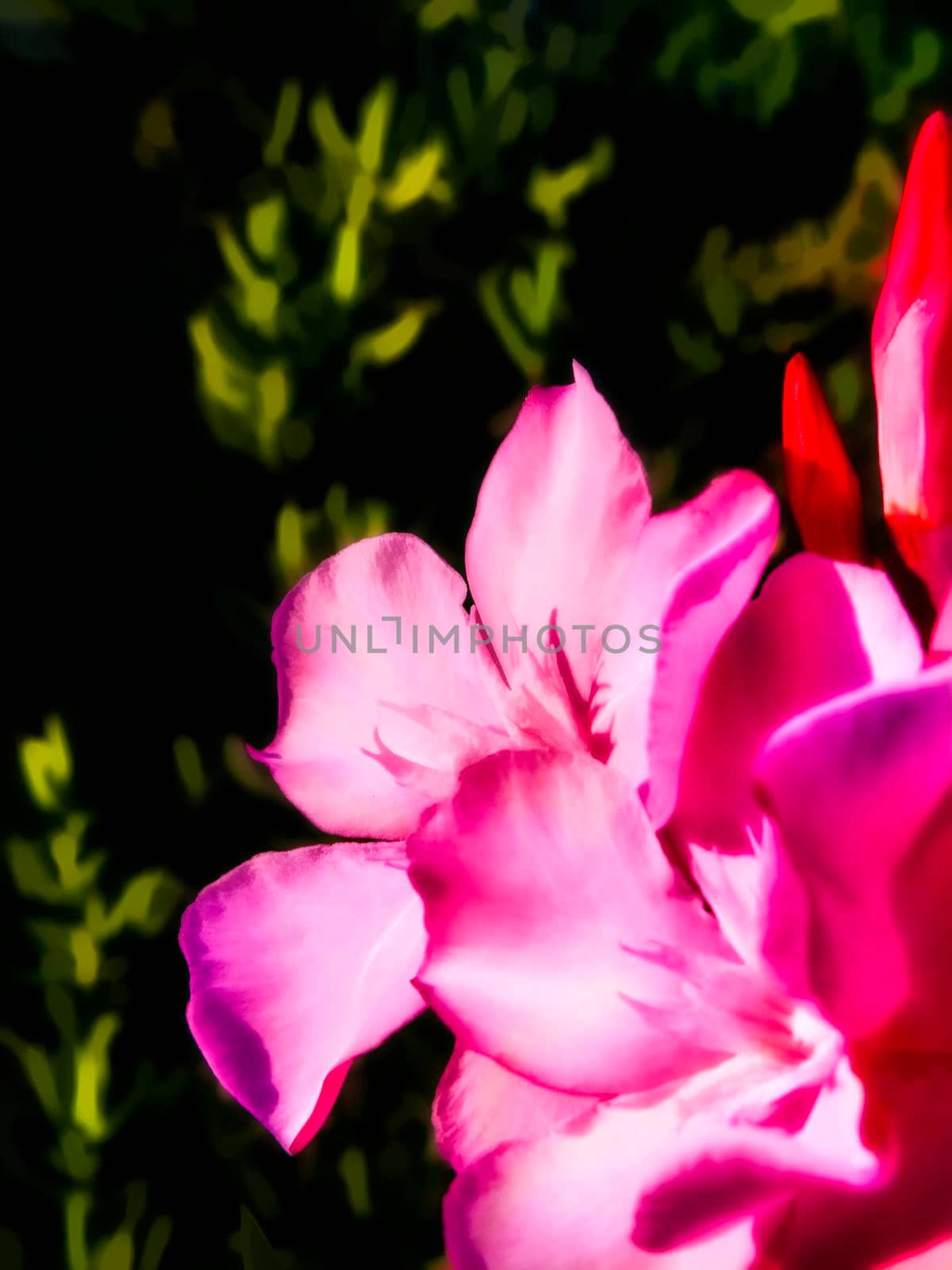 Beautiful bouquet of pink flowers on a dark background, vintage flowers looking like a painting