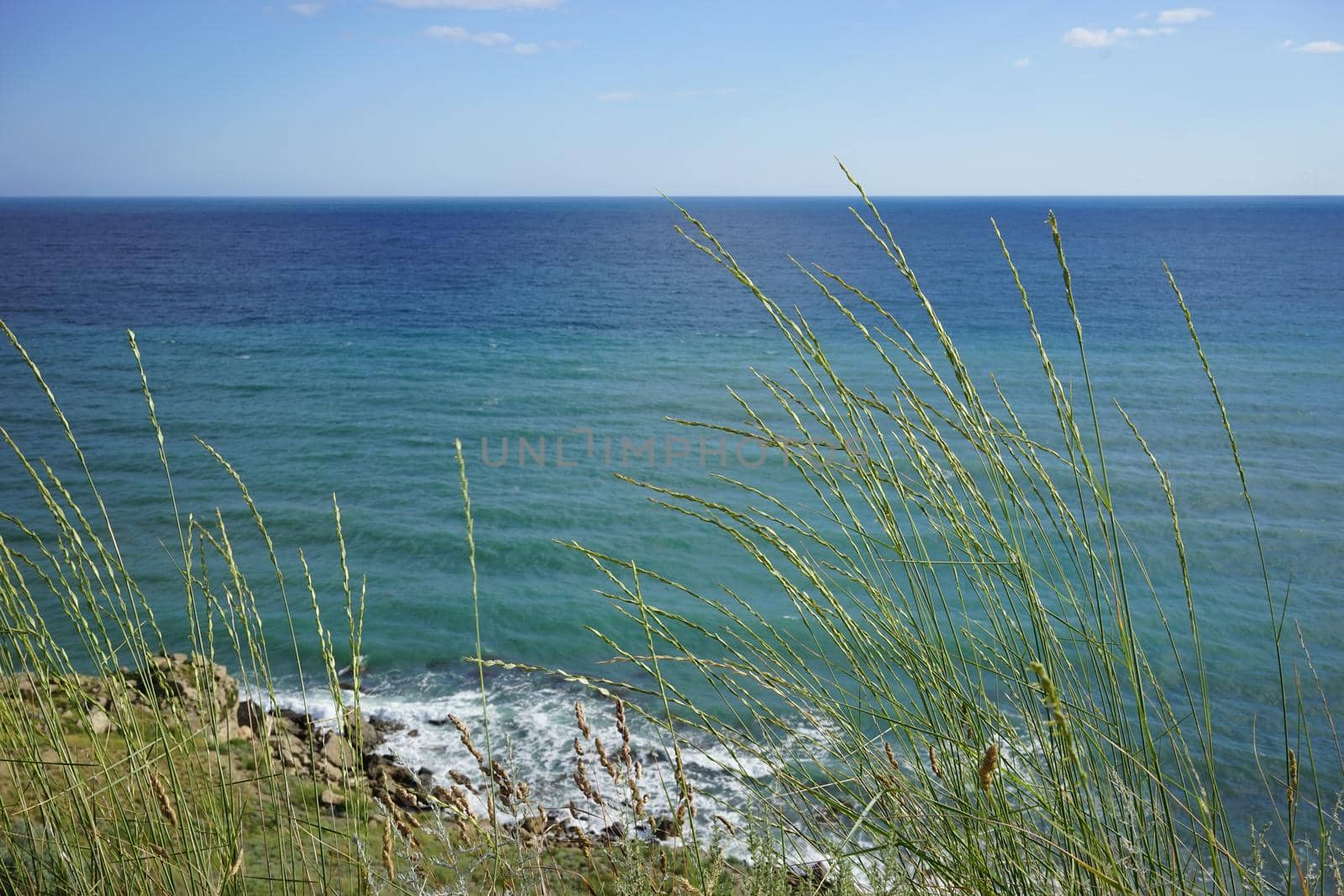 high herbaceous plant bright Sunny summer day on the background of blue sea