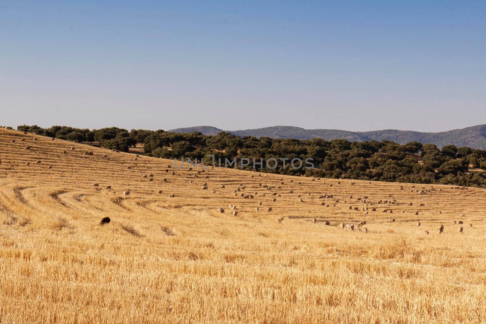 sheep grazing cereals on a farm at sunset in southern Andalusia, Spain