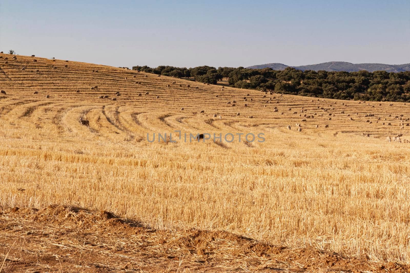 sheep grazing cereals on a farm at sunset in southern Andalusia, Spain