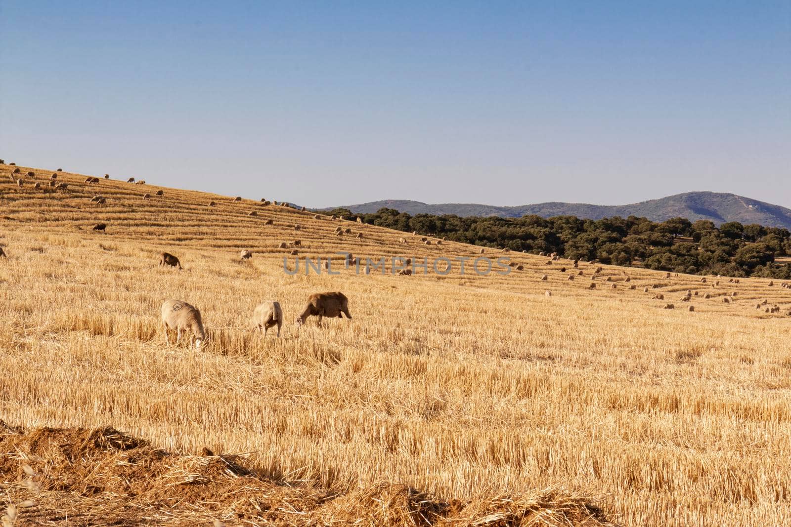 sheep grazing cereals on a farm by loopneo