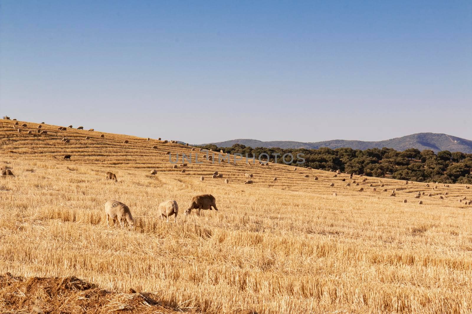 sheep grazing cereals on a farm at sunset in southern Andalusia, Spain