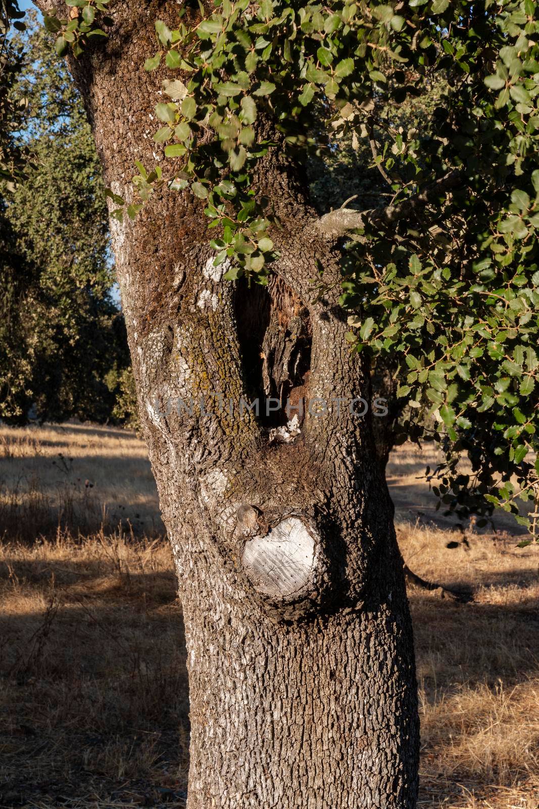 Trunk of an old acorn tree at sunset in southern Andalusia, Spain