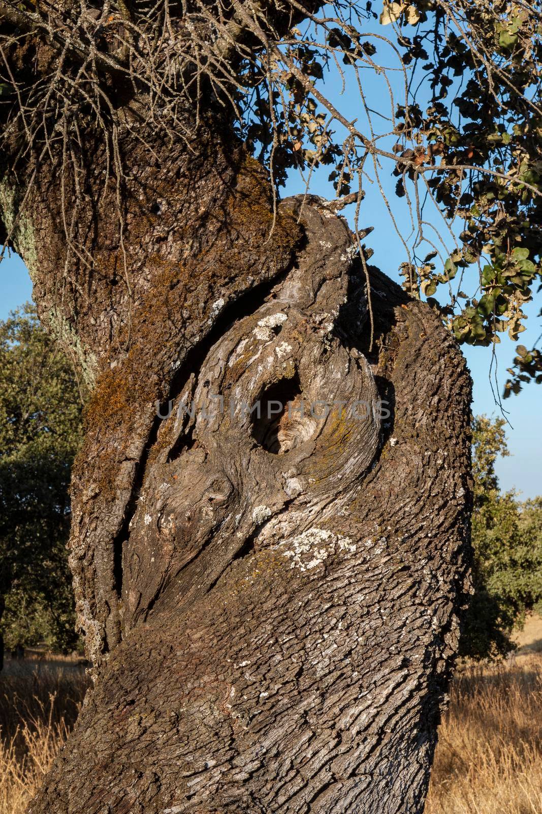 Trunk of an old acorn tree at sunset in southern Andalusia, Spain