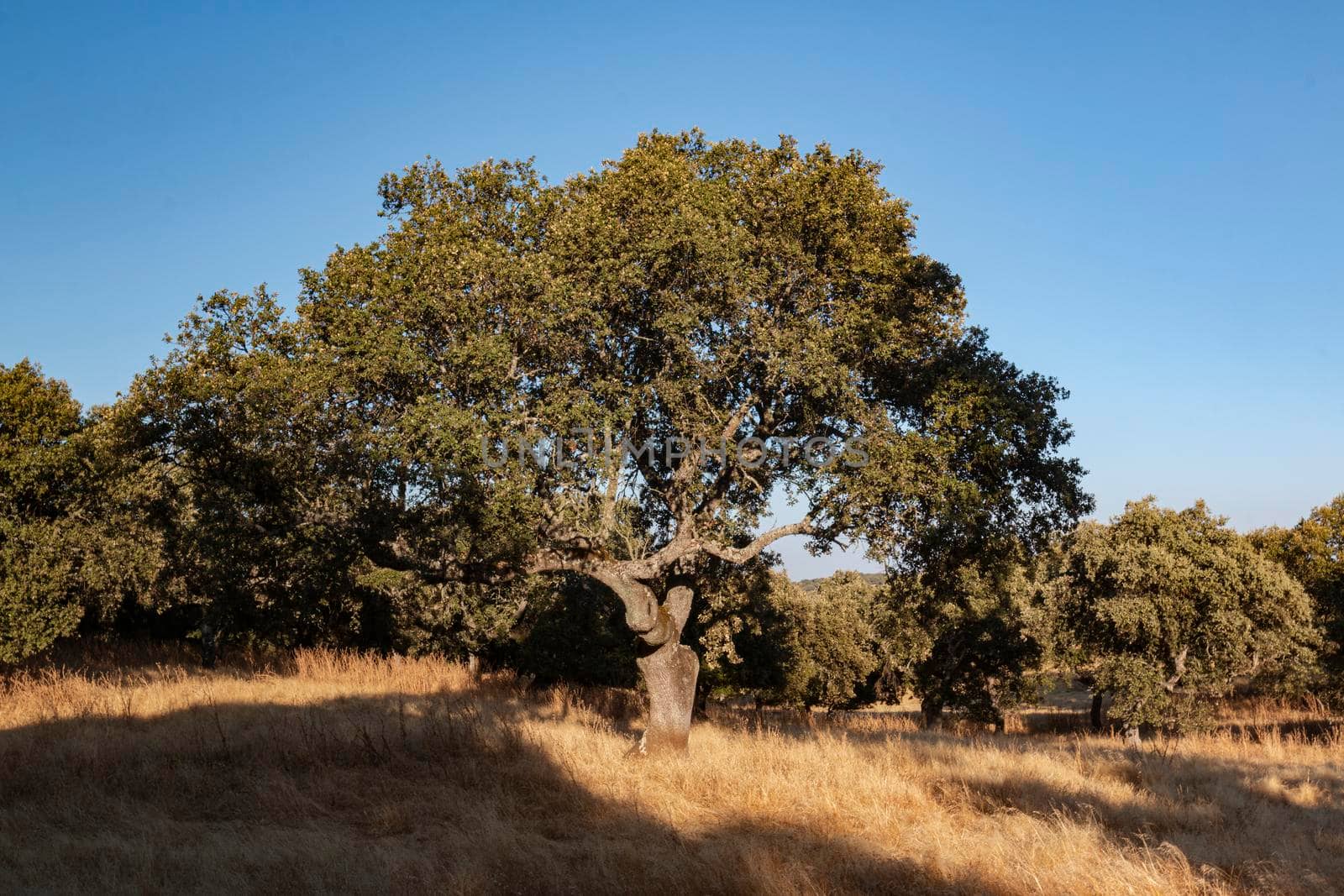 Acorn tree at sunset in southern Spain by loopneo