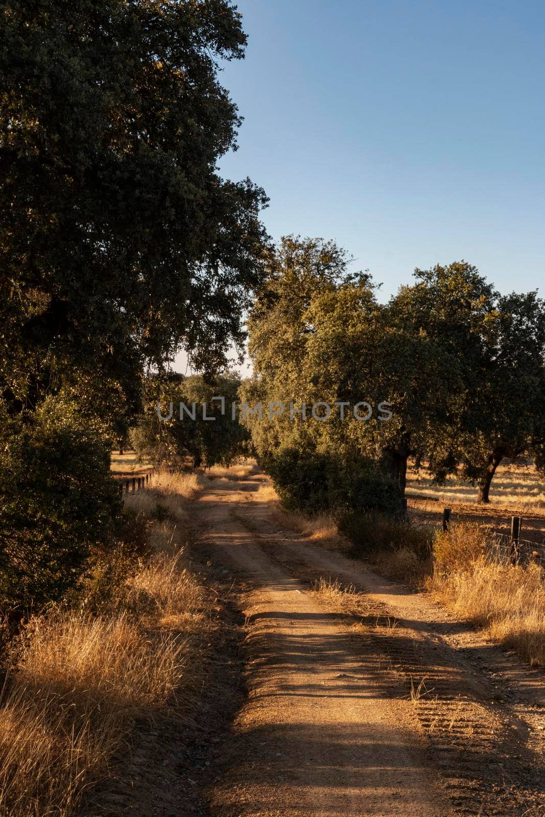 Acorn tree at sunset in southern Spain by loopneo