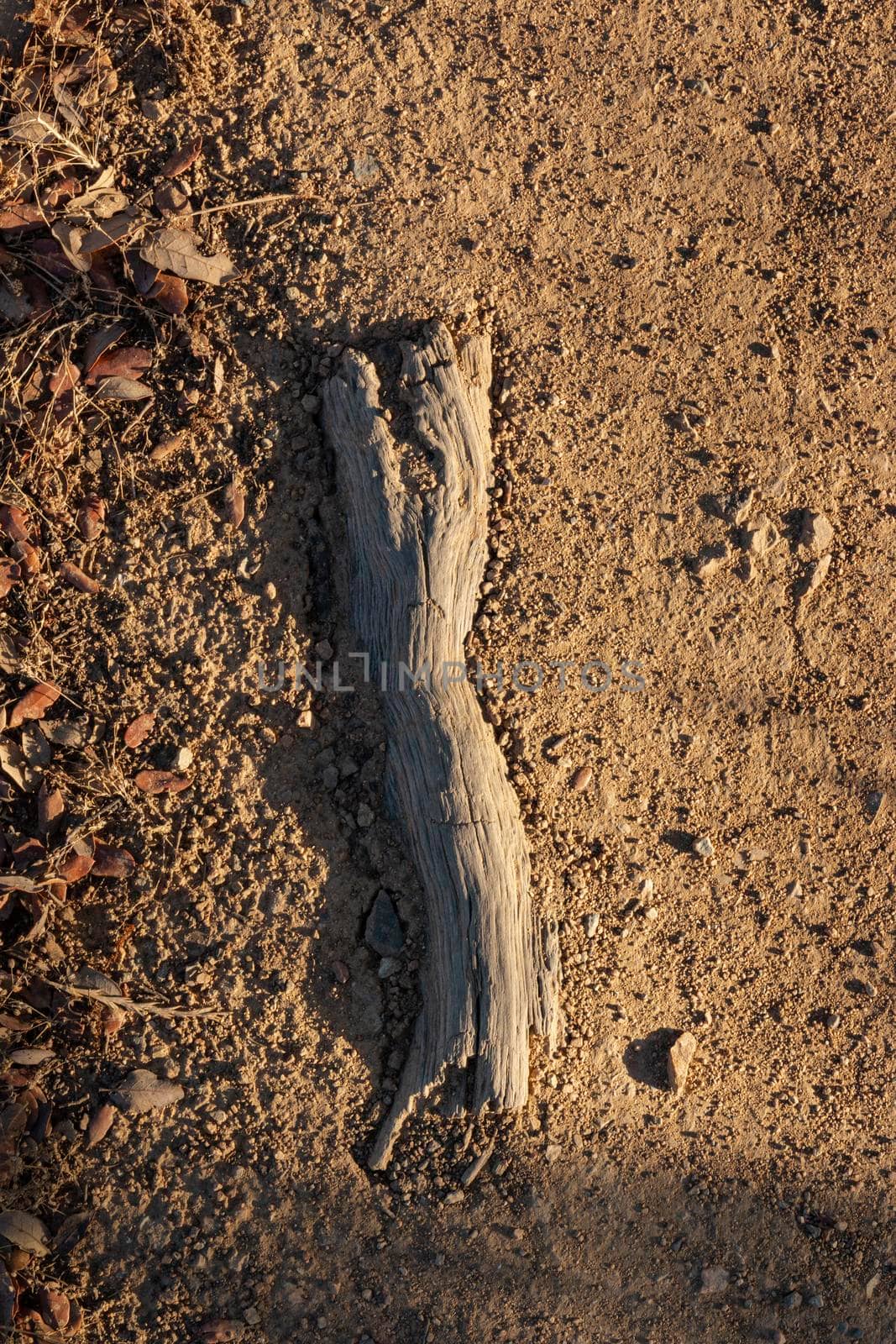 Acorn tree root on a country road at sunset in southern Andalusia, Spain
