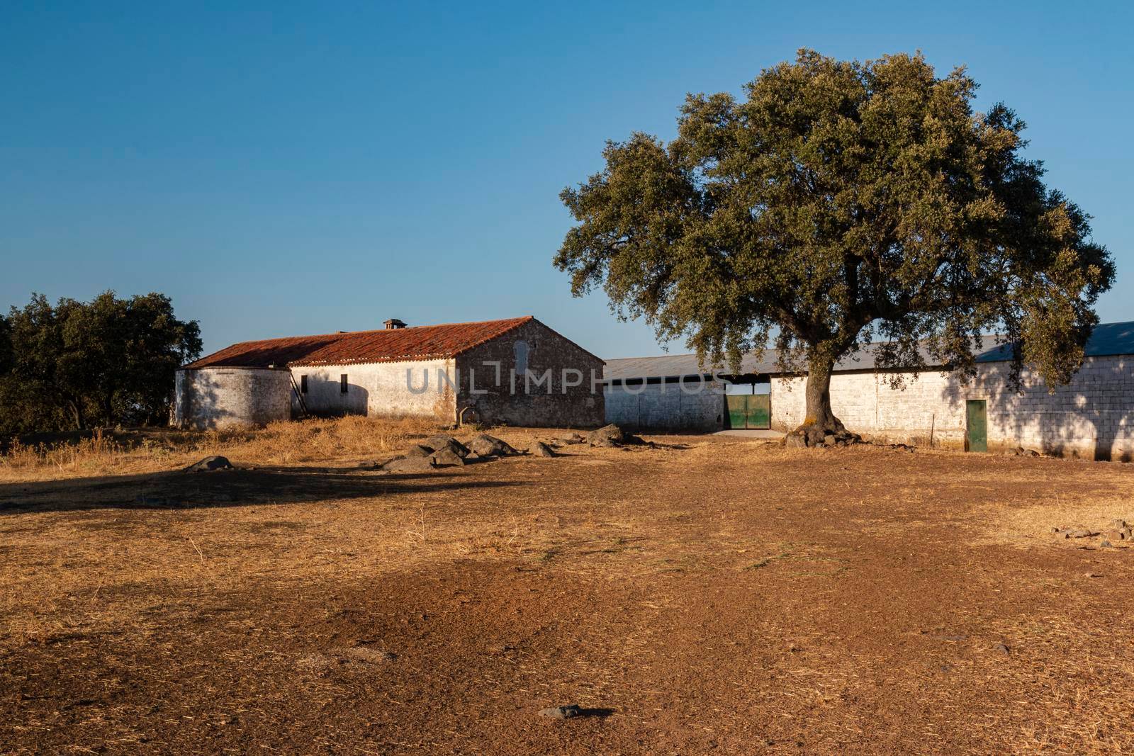 Sheep farm at sunset in southern Andalusia by loopneo