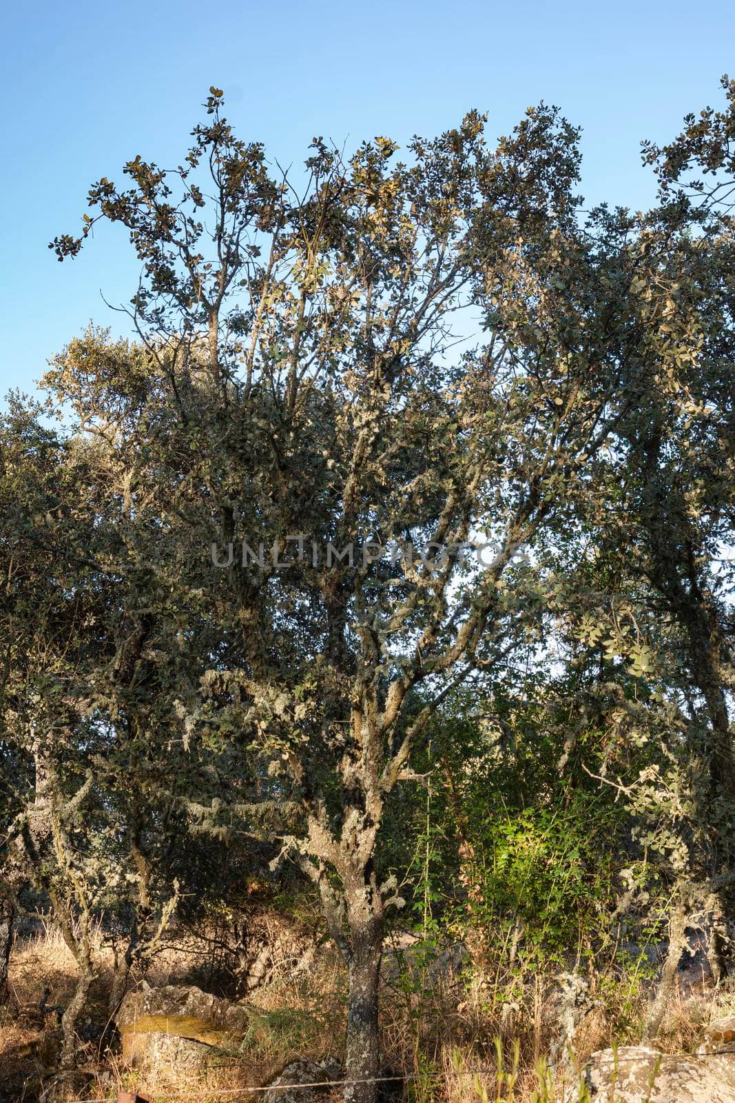 Acorn tree at sunset in southern Spain by loopneo