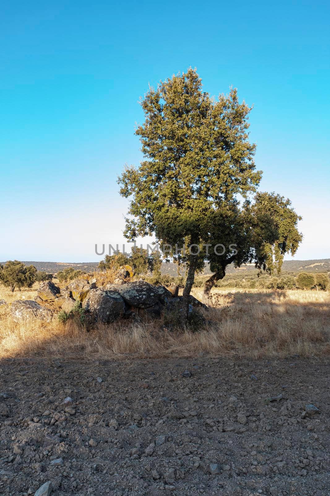 Acorn tree at sunset in southern Andalusia, Spain
