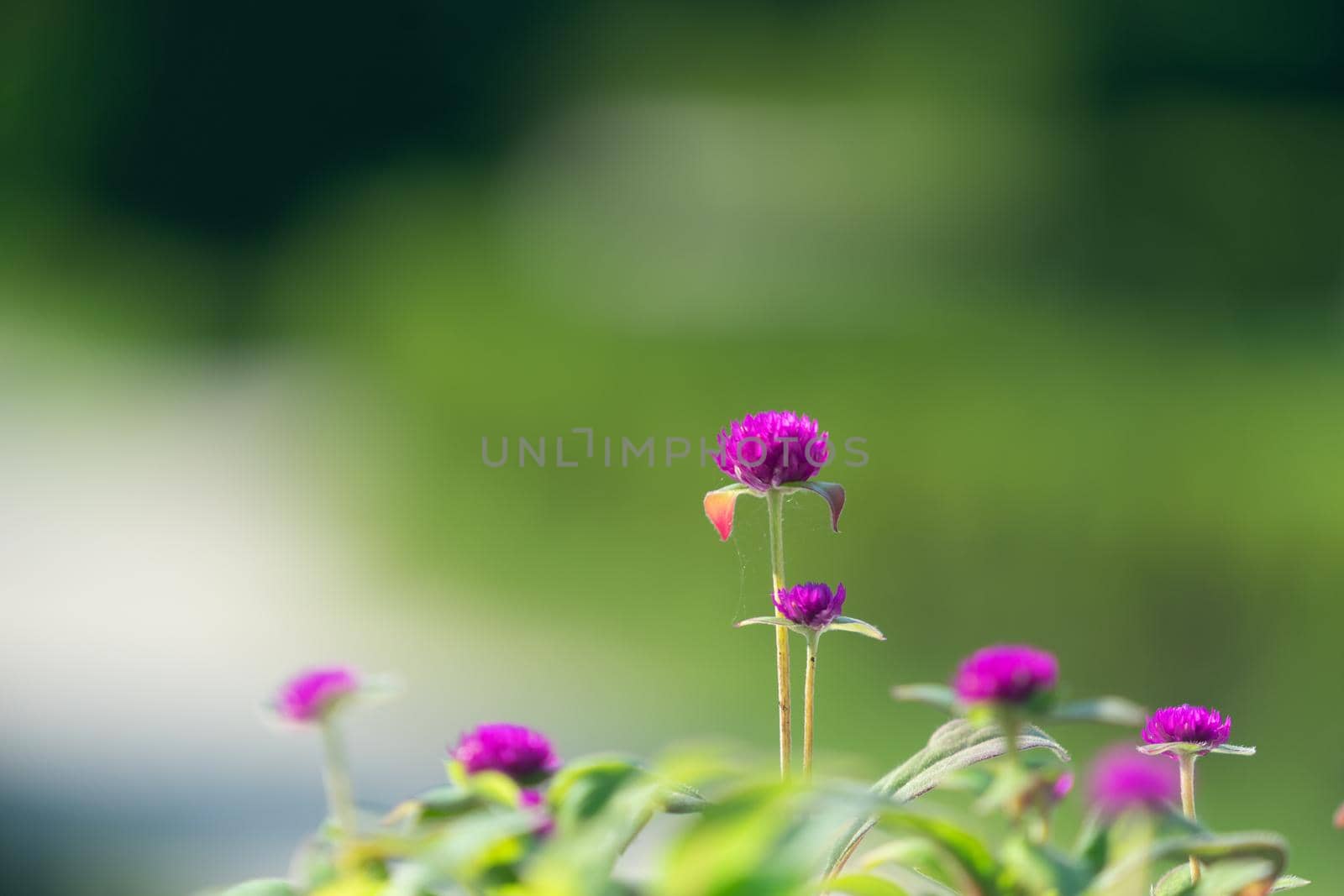 Natural background with pink flowers on a blurry green background