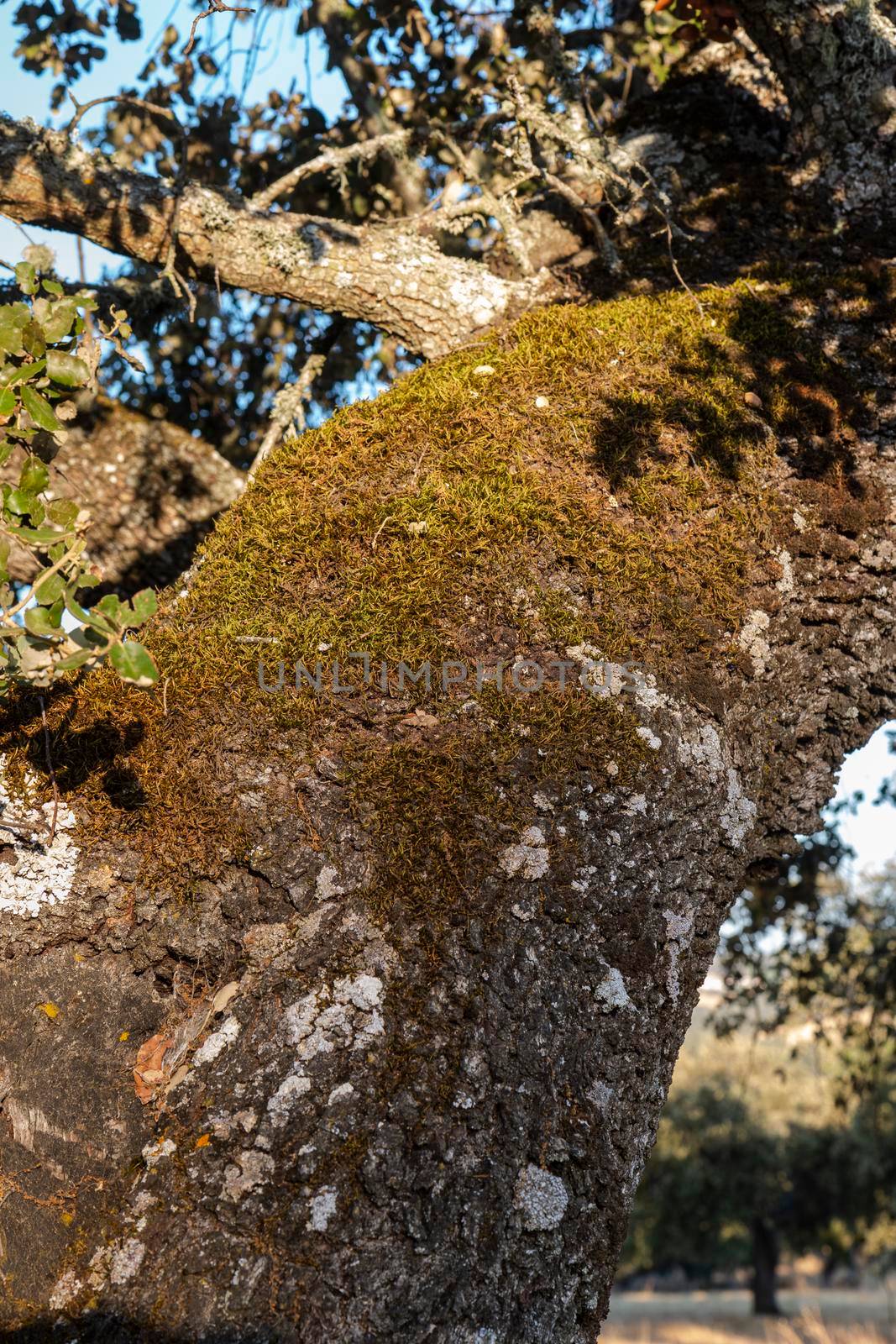 Trunk of an old acorn tree at sunset in southern Andalusia, Spain