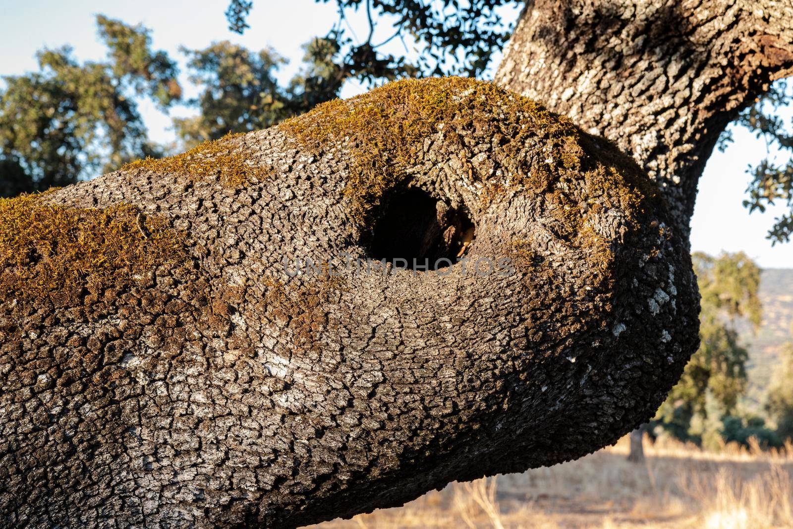 Trunk of an old acorn tree at sunset in southern Andalusia, Spain