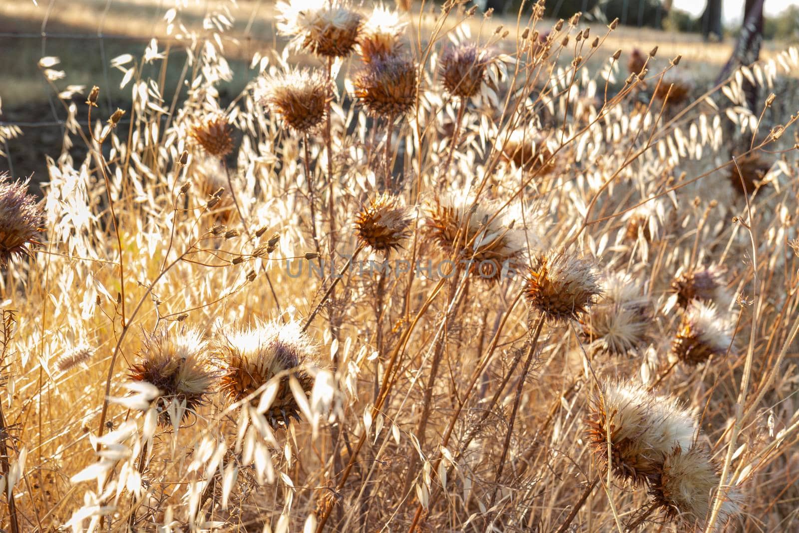 Thistles at sunset in southern Andalusia by loopneo