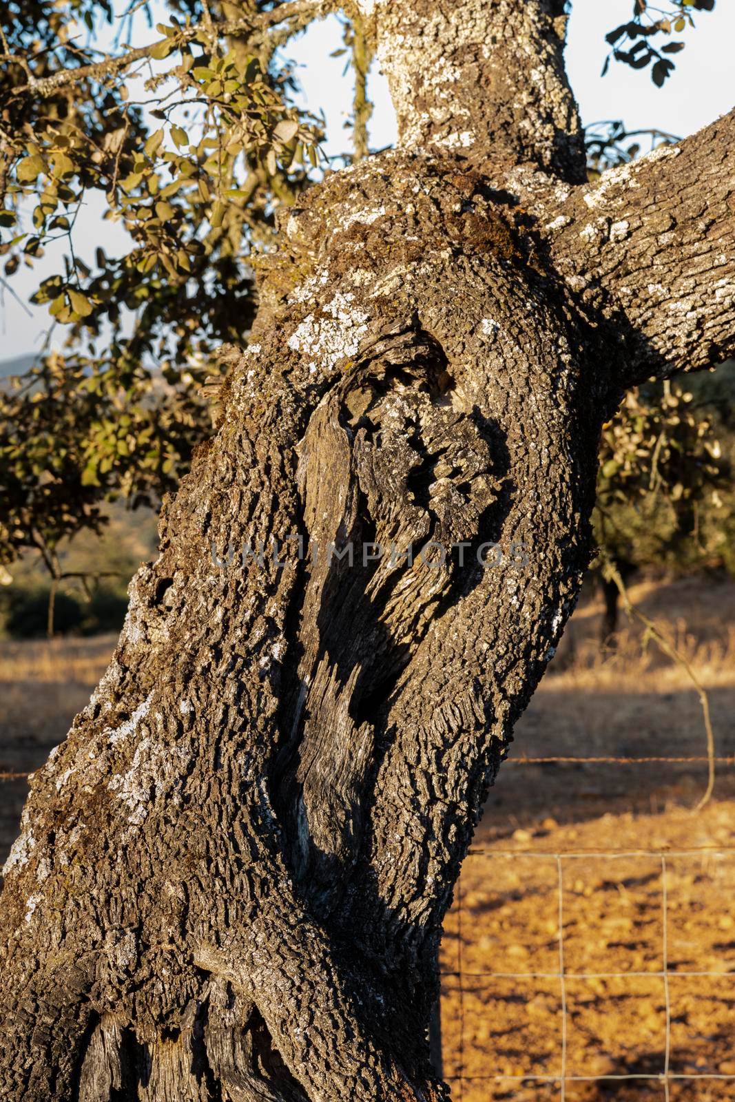 Trunk of an old acorn tree at sunset in southern Andalusia, Spain