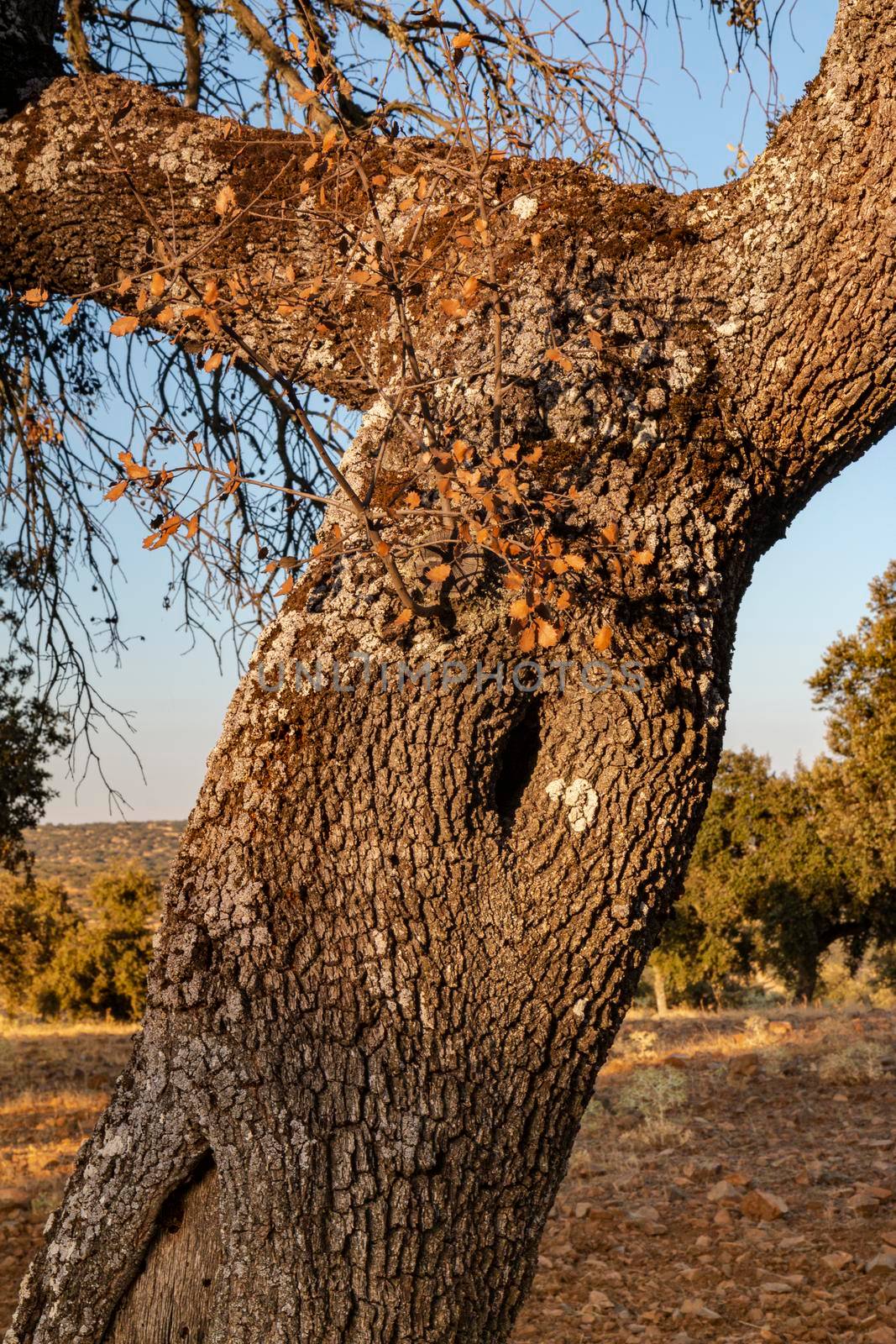 Trunk of an old acorn tree at sunset in southern Andalusia, Spain