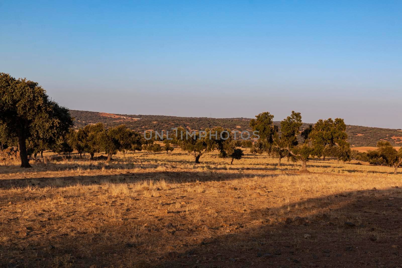 Acorn tree at sunset in southern Andalusia, Spain