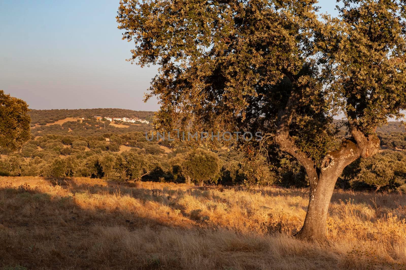 Acorn tree at sunset in southern Spain by loopneo