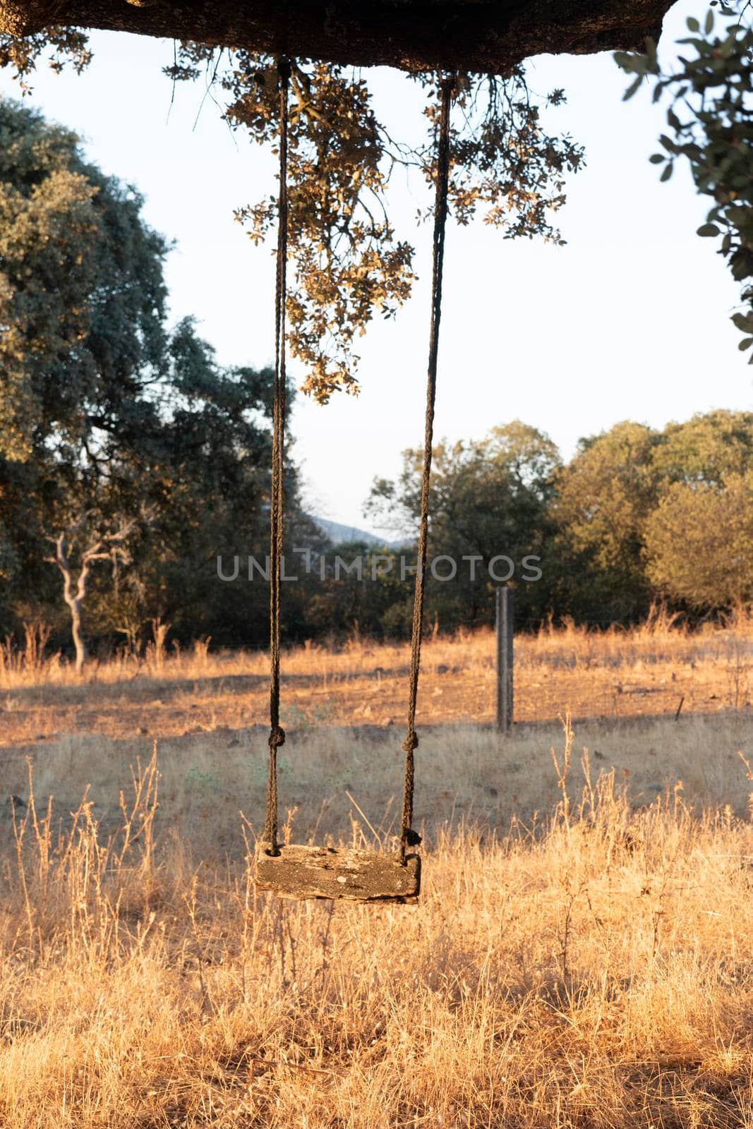 Swing in an acorn tree at sunset by loopneo