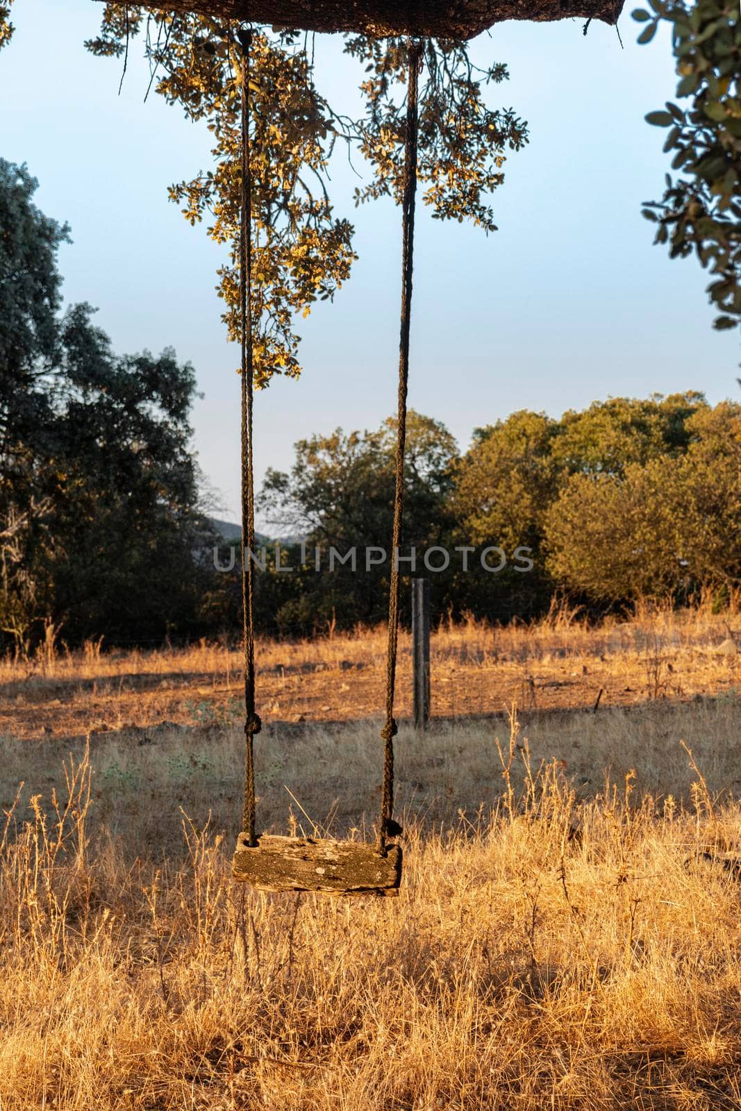 Swing in an acorn tree at sunset in southern Andalusia, Spain