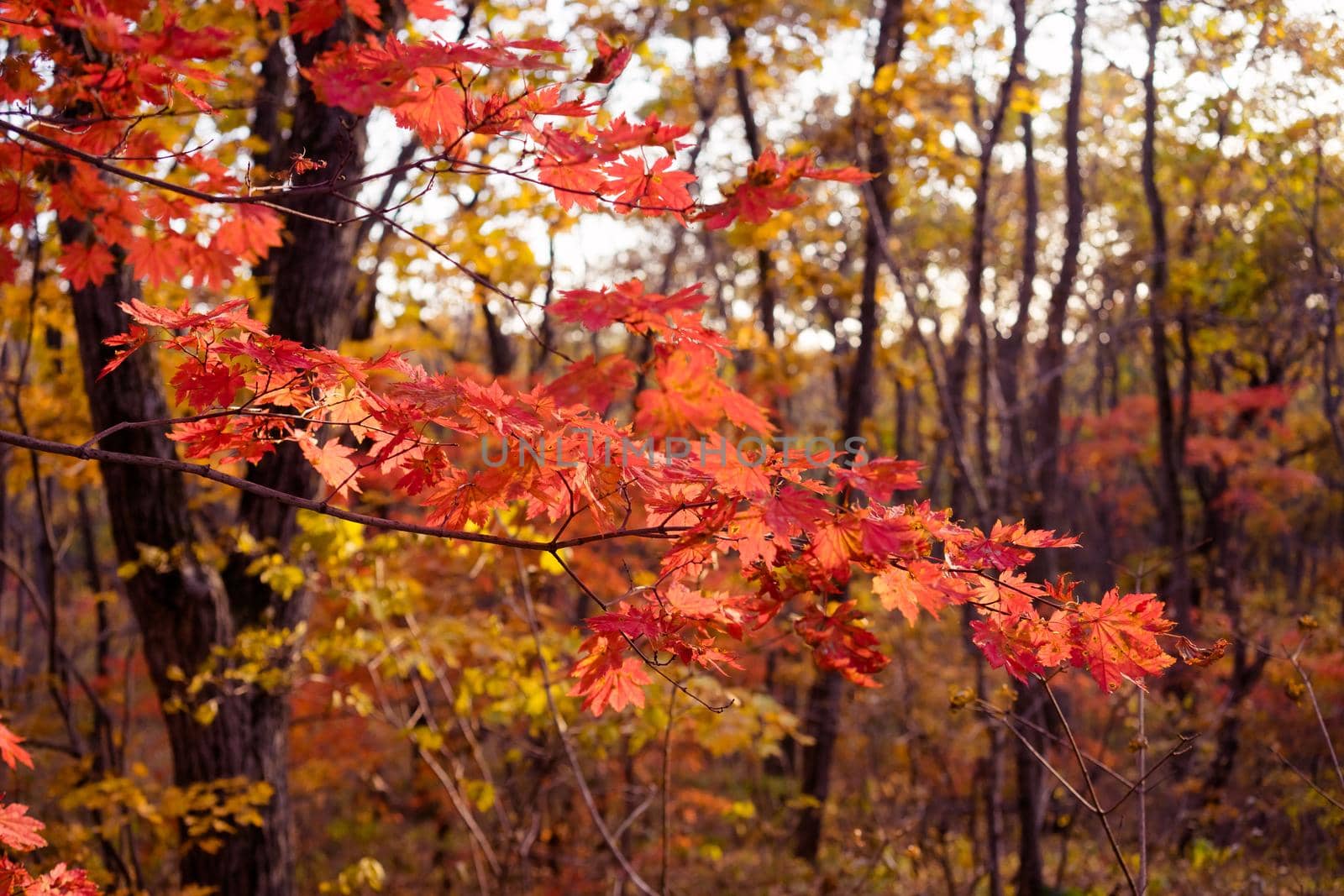 Autumnal ornament, red leaves of maple.
