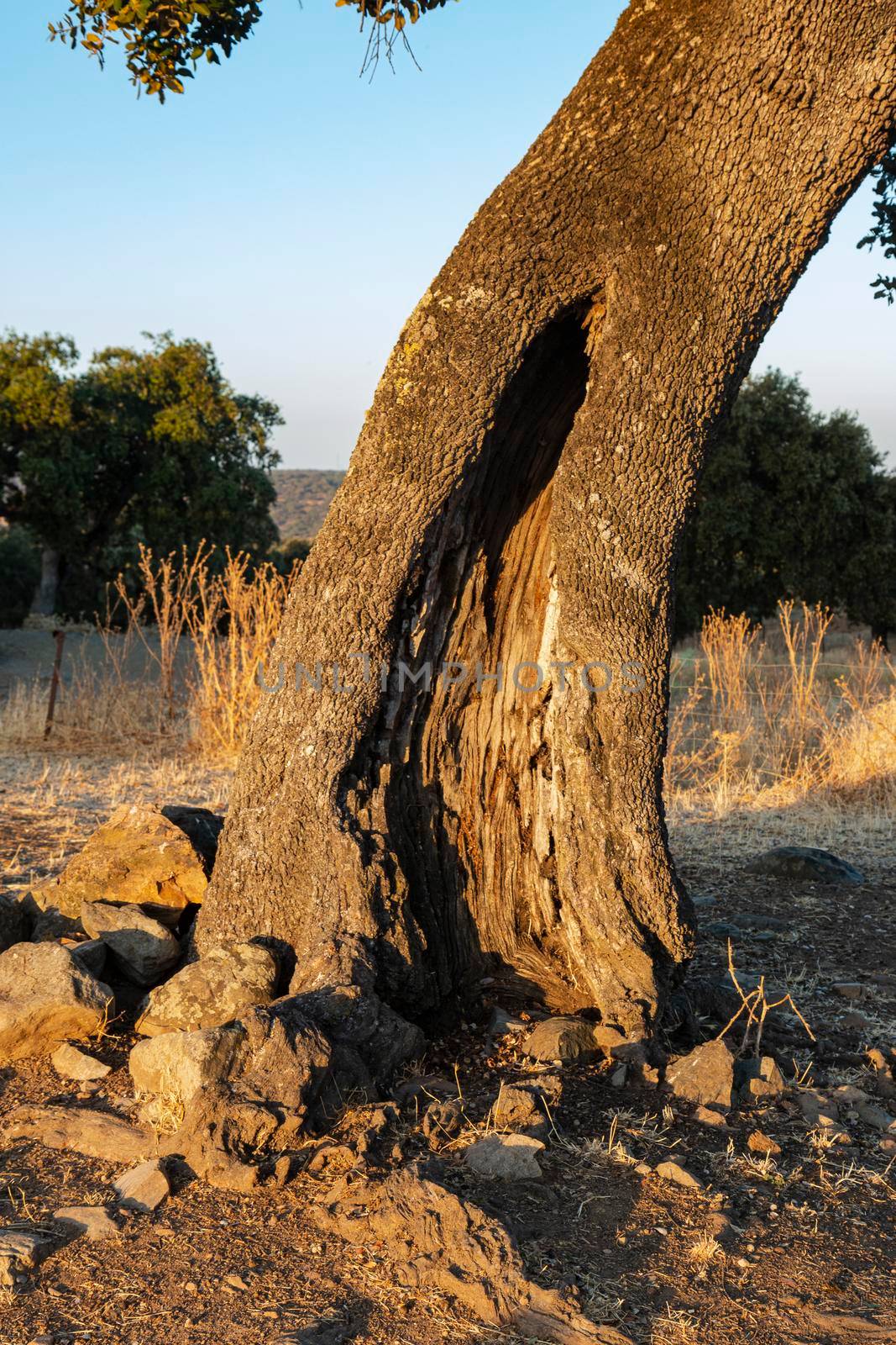 Trunk of an old acorn tree by loopneo