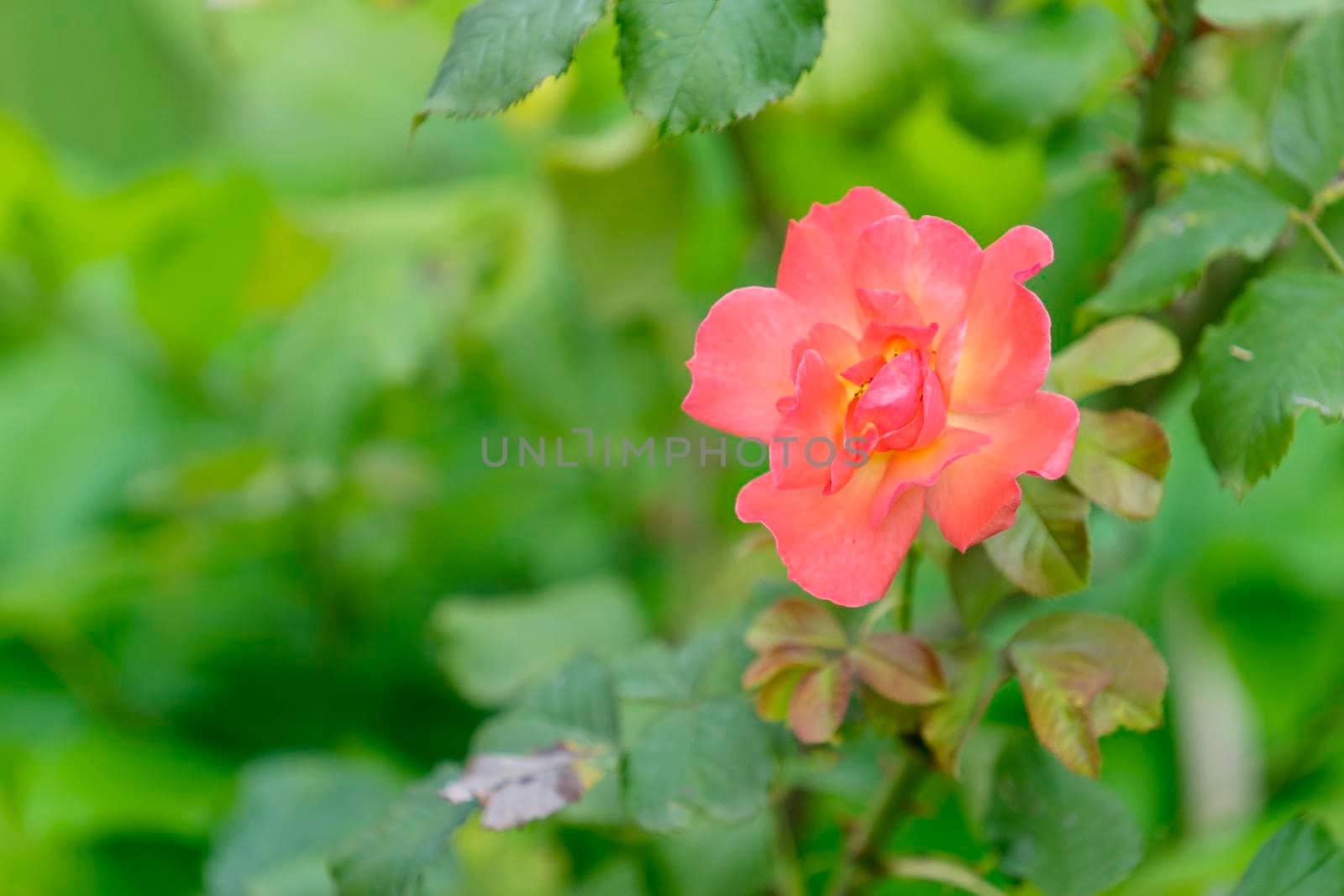 orange rose flower with soft petals on a green blurred background of leaves
