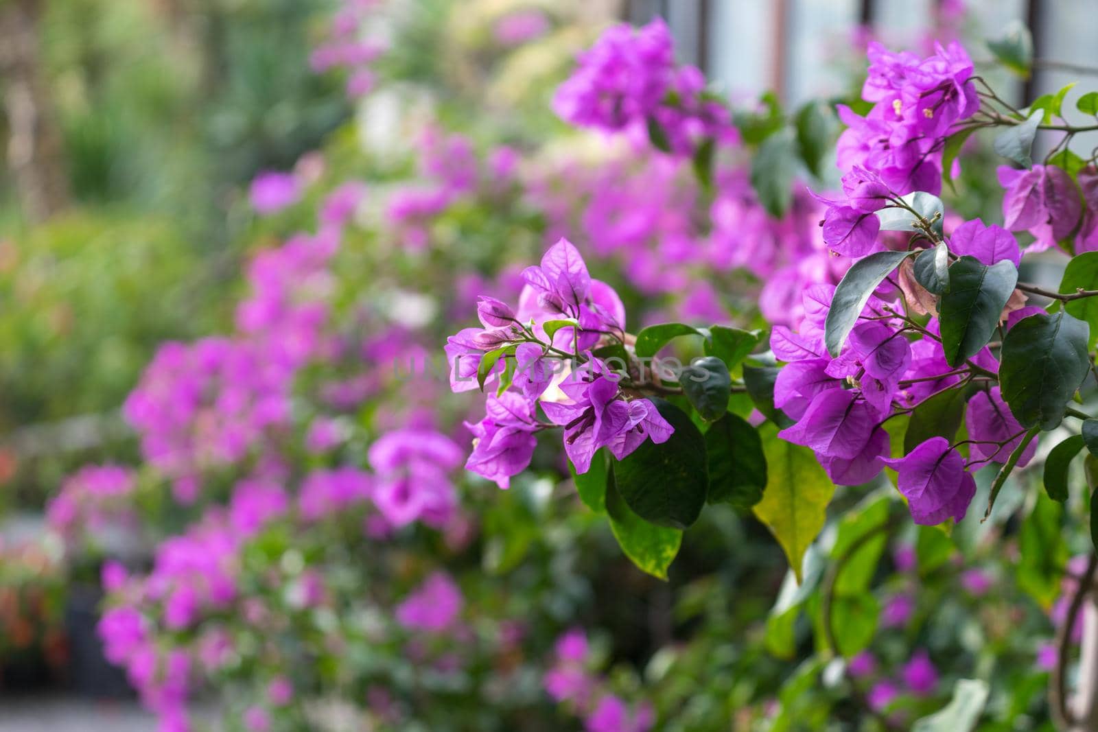 Bright pink bougainvillea flowers on blurred green background with bokeh.