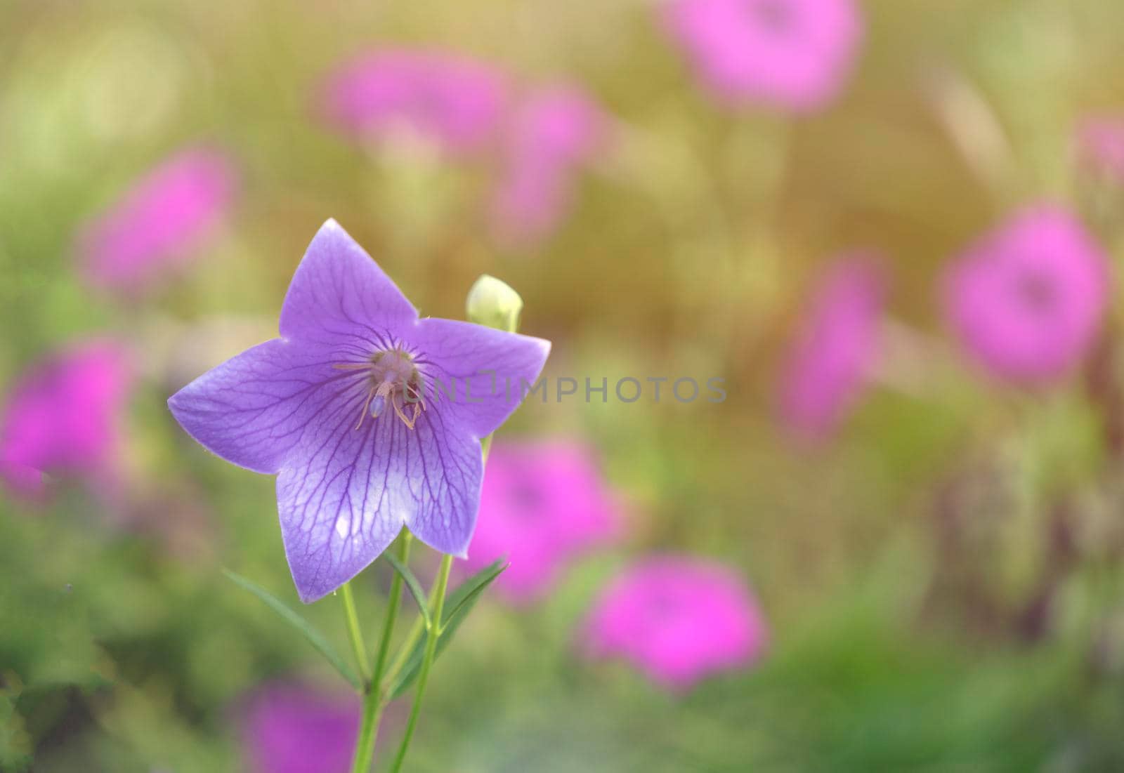 Small bouquet of tiny pink white and blue bluebell flowers showing steman anther and carpel stigma macro close-up select focus with blurry background and white vignette edges horizontal format