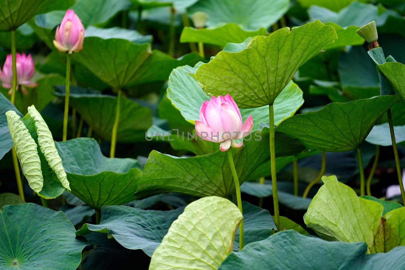 Natural background with Lotus flowers on the background of leaves.
