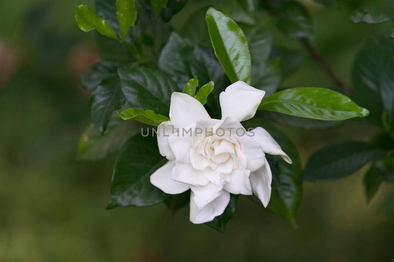 Large white Camellia flower among the dark and bright shiny leaves and blurred background