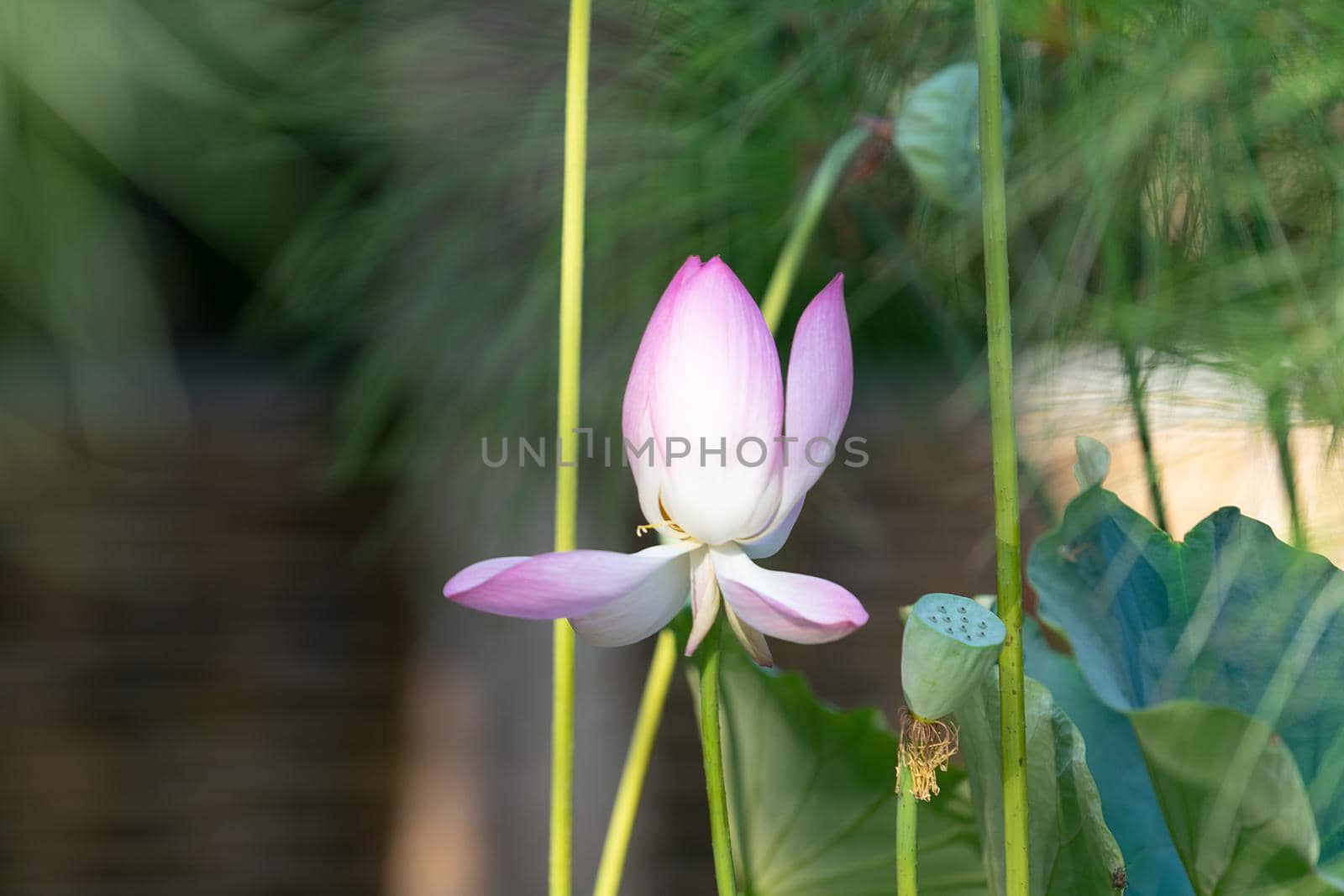 Natural background with Lotus flowers on the background of leaves.