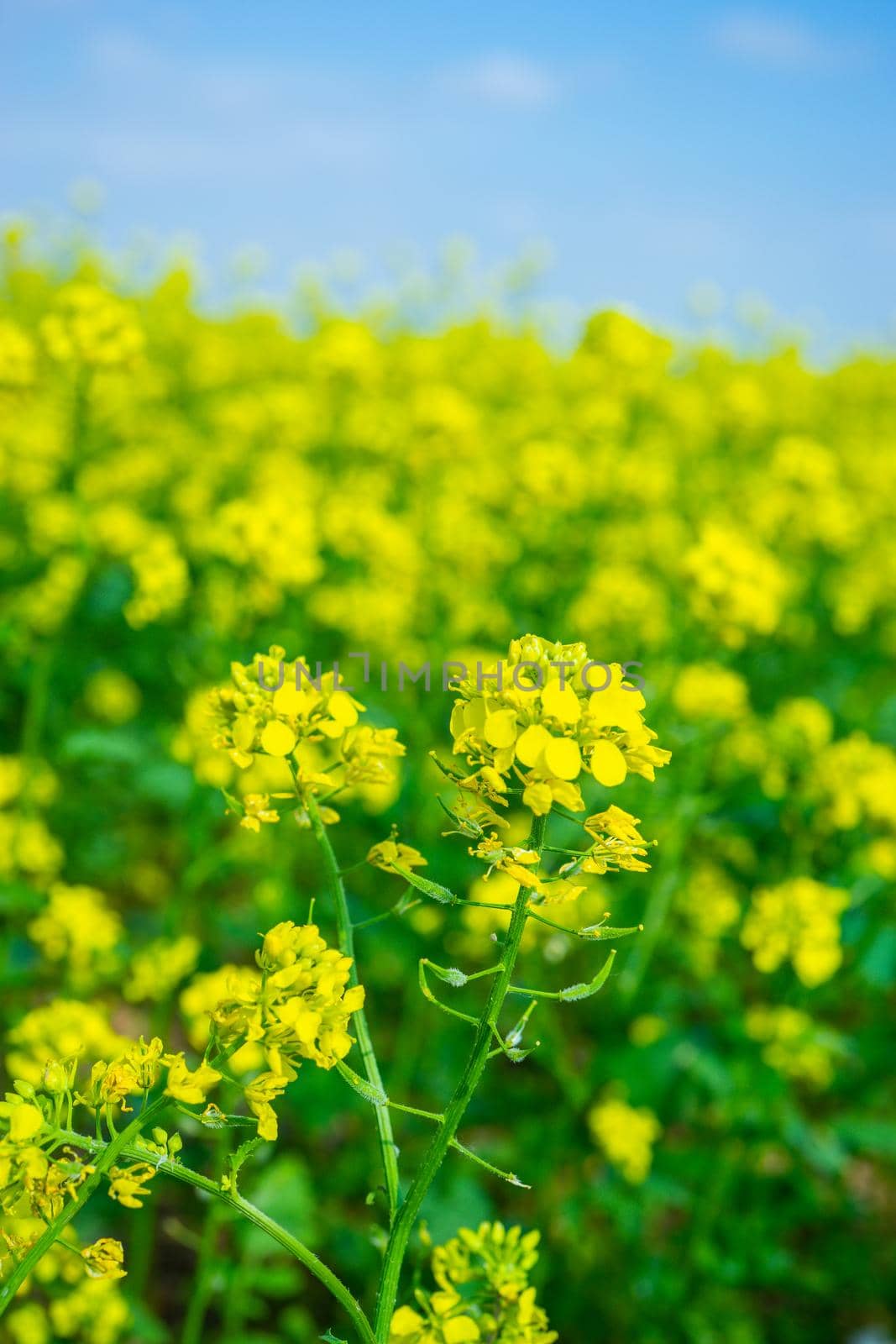 Rapeseed fields in Crimea. Beautiful scenery with yellow flowers.
